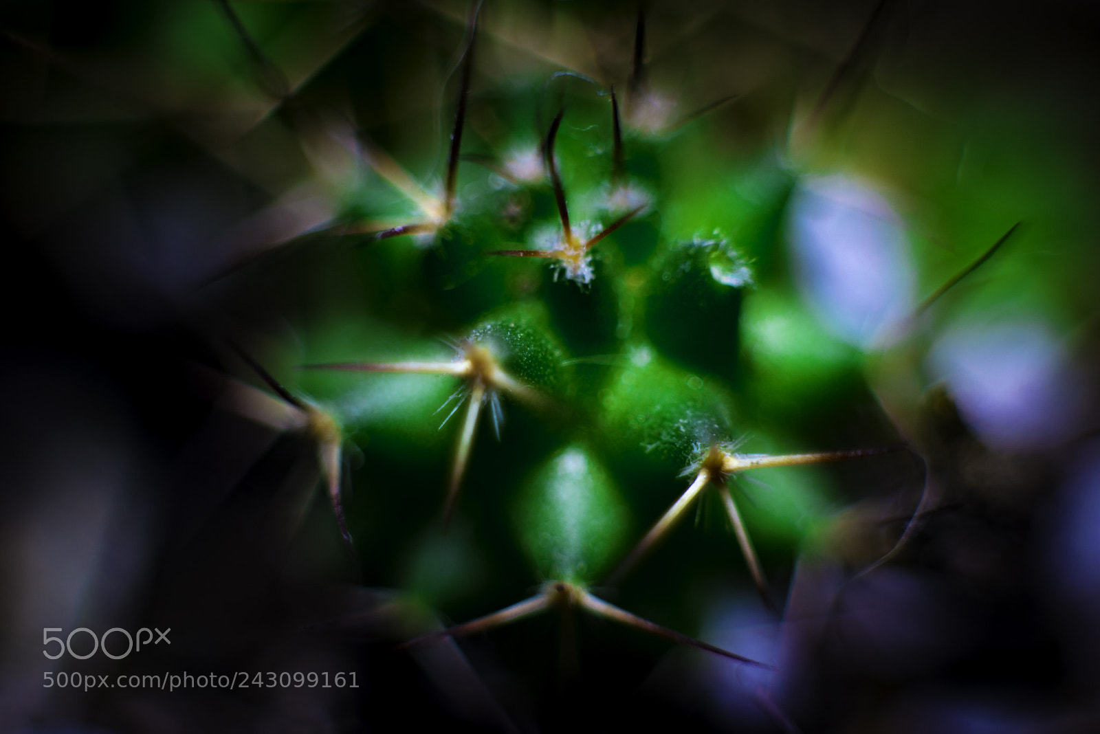 Nikon D800 sample photo. Cactus photography