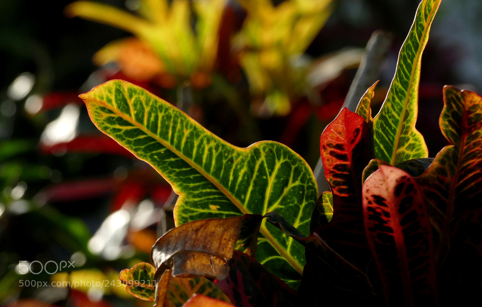 Panasonic Lumix DMC-FZ1000 sample photo. Codiaeum variegatum photography
