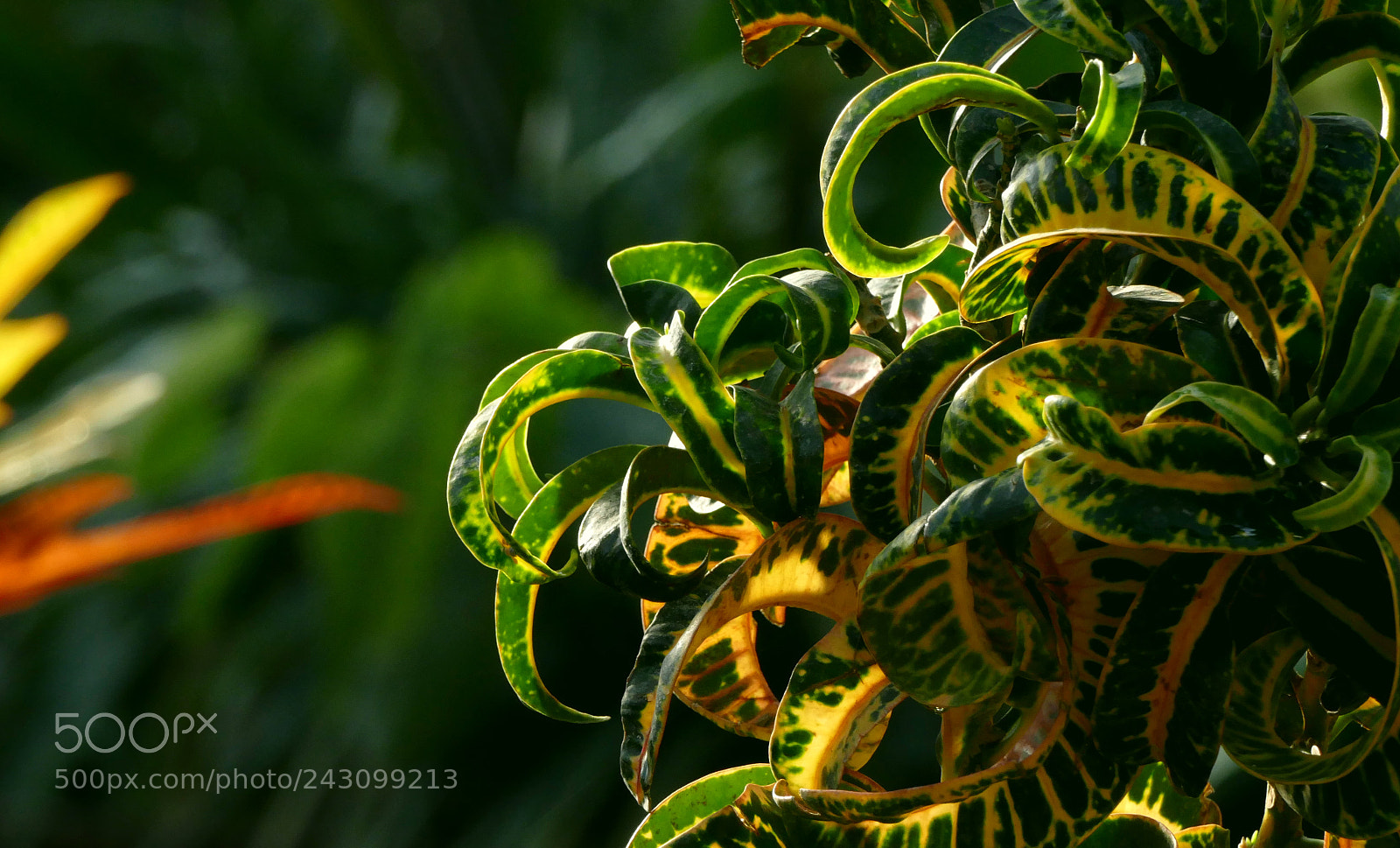 Panasonic Lumix DMC-FZ1000 sample photo. Codiaeum leaves photography