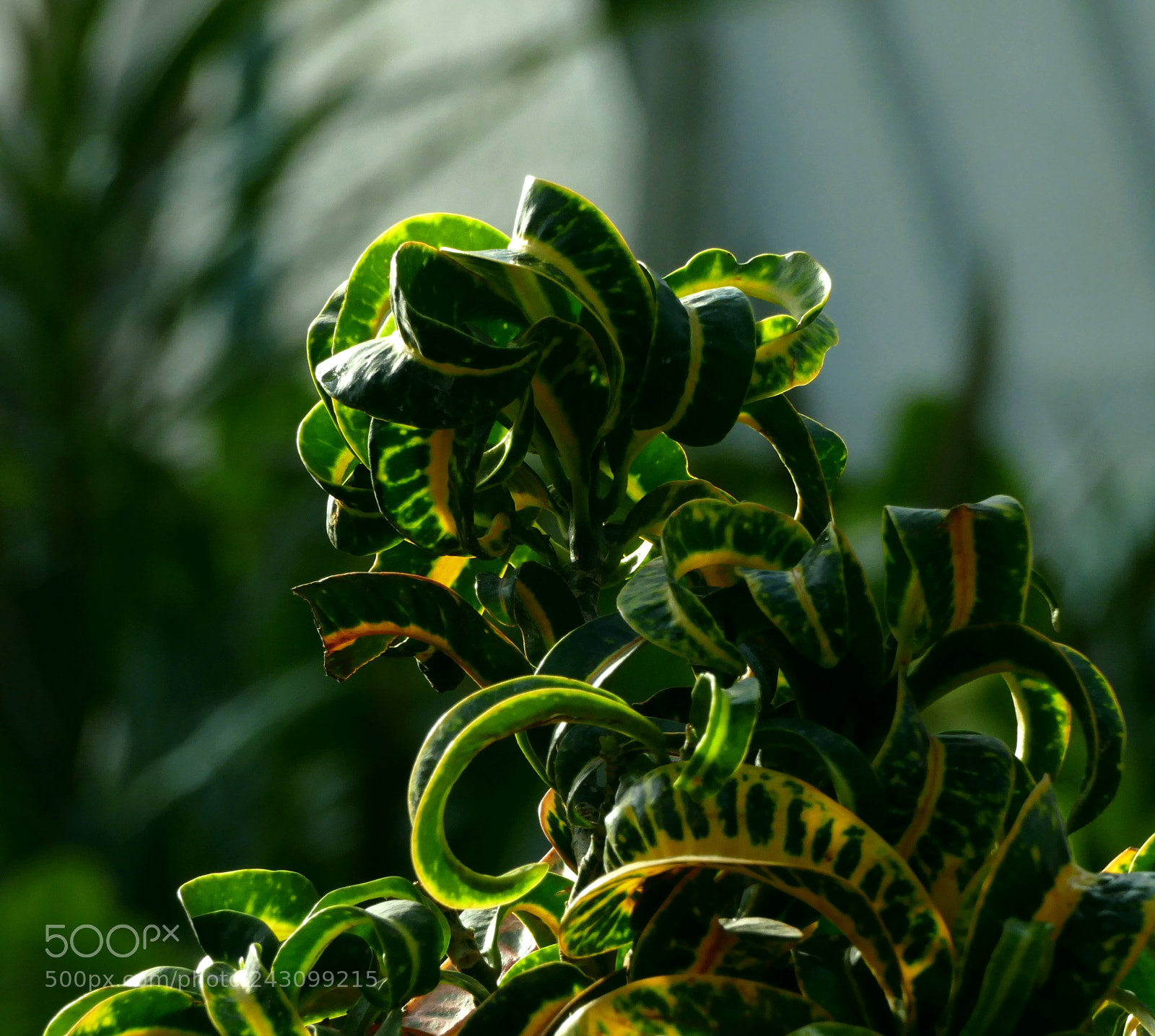 Panasonic Lumix DMC-FZ1000 sample photo. Codiaeum blossom photography