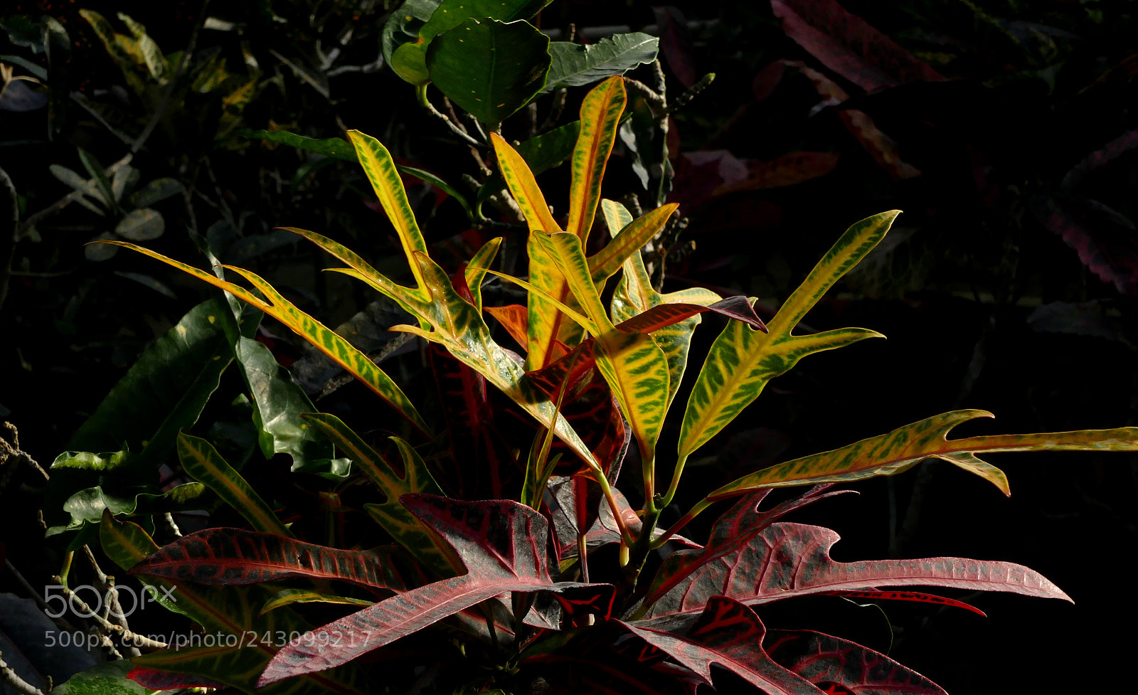 Panasonic Lumix DMC-FZ1000 sample photo. Codiaeum photography