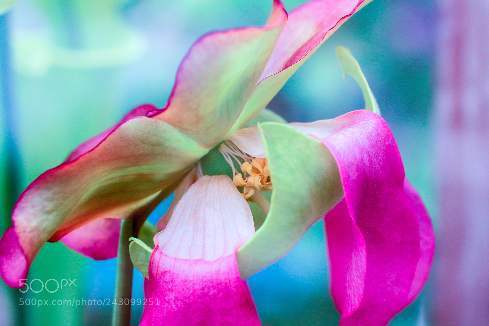 Canon EOS 77D (EOS 9000D / EOS 770D) sample photo. Img photography