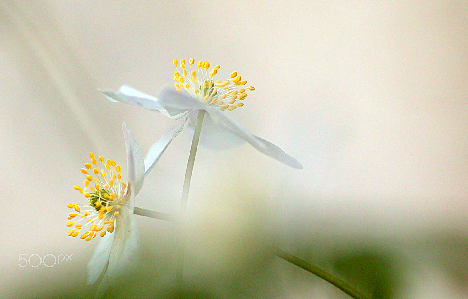 Canon EOS 7D Mark II + Tamron SP AF 90mm F2.8 Di Macro sample photo. Two time !!! photography