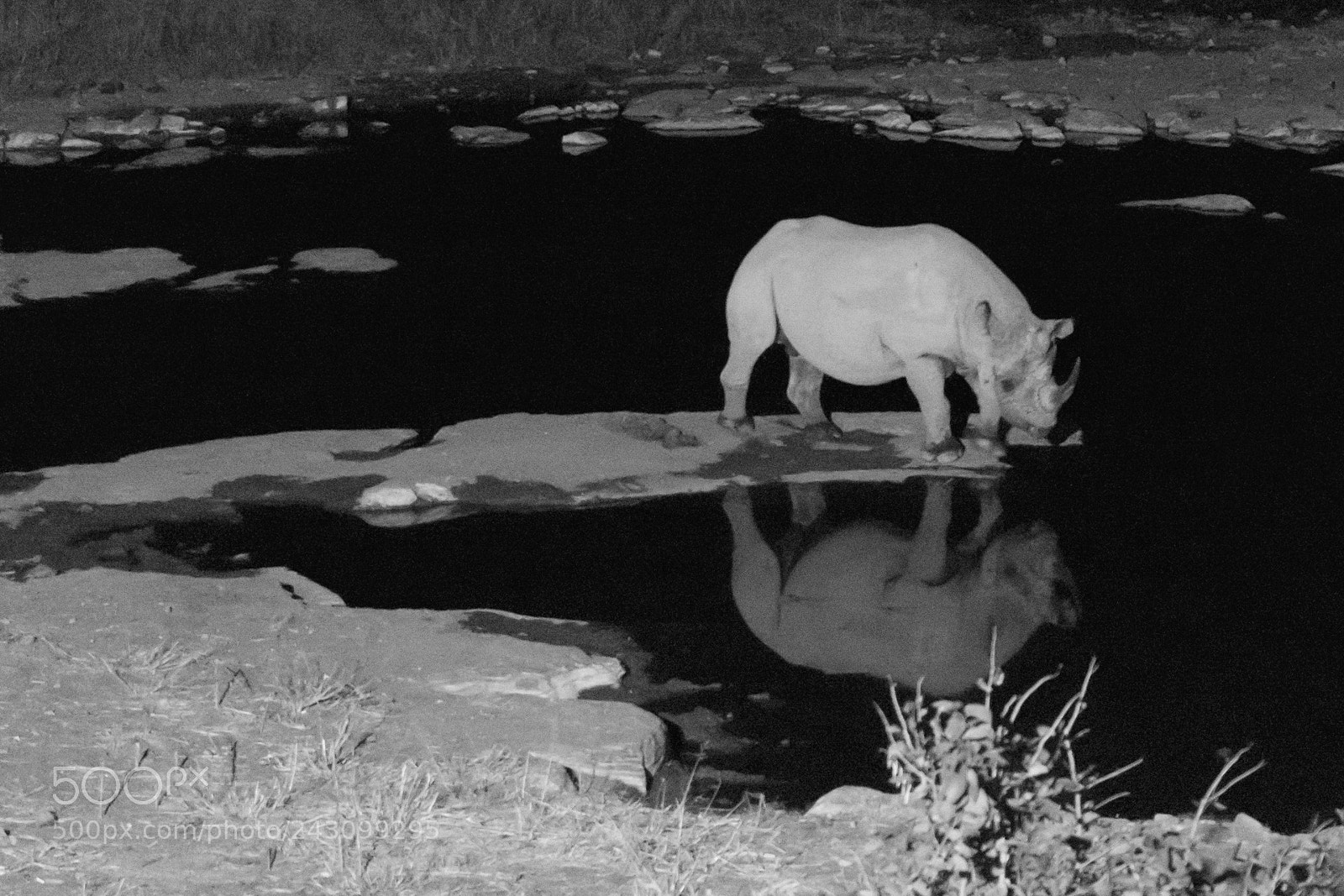 Sony a6000 sample photo. Rhino drinking water photography