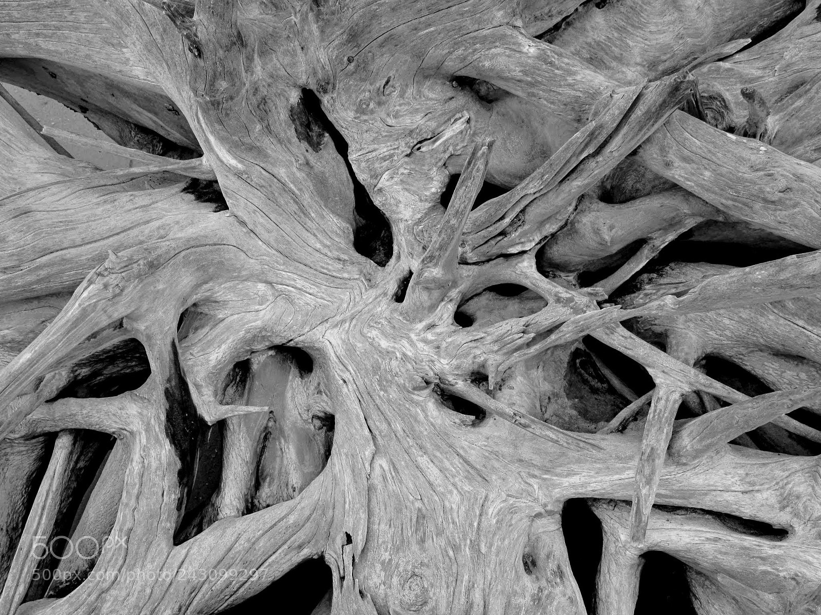 Canon PowerShot G10 sample photo. Organic structure photography