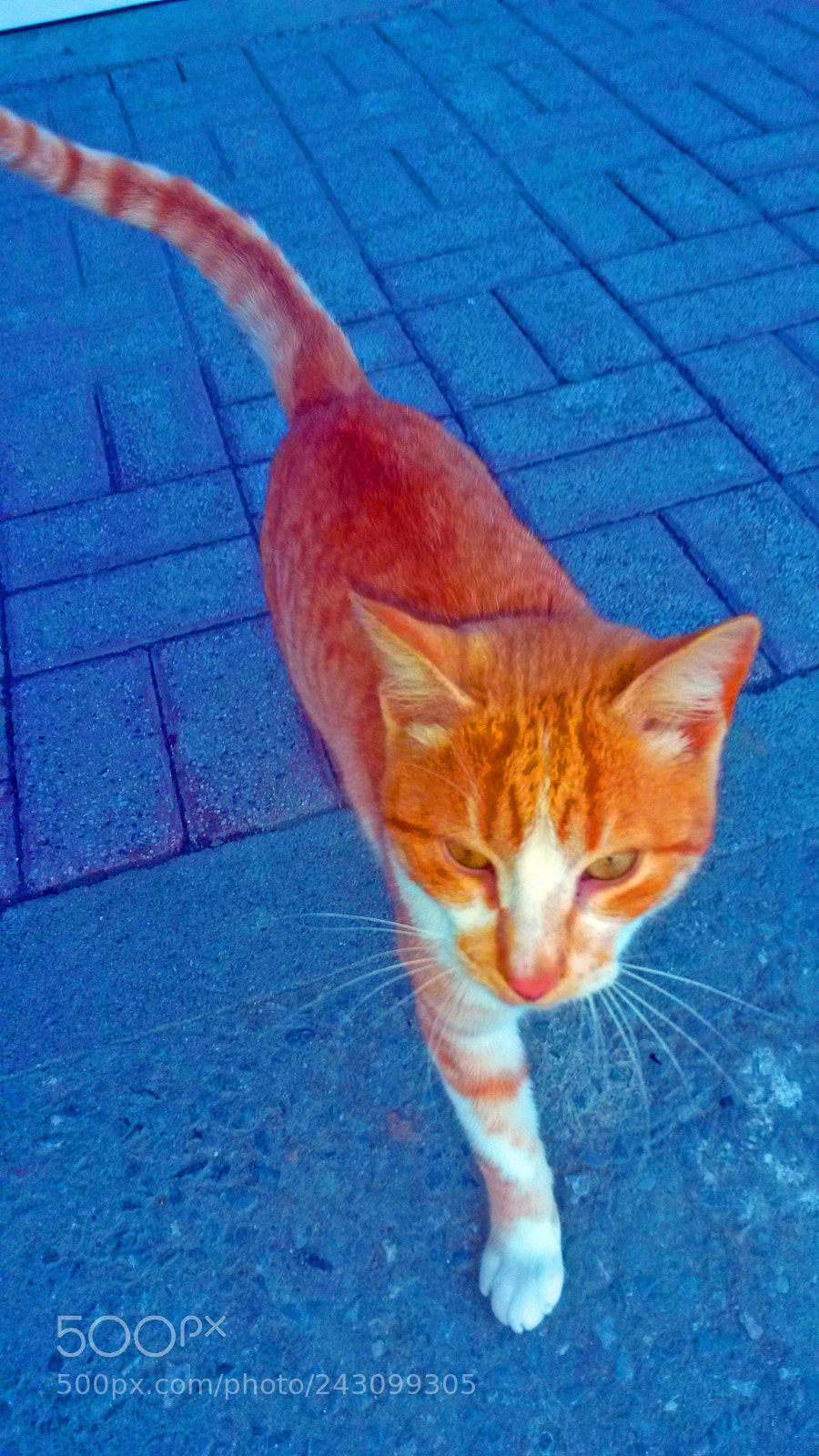 Samsung Galaxy S4 Mini sample photo. Angry look. photography