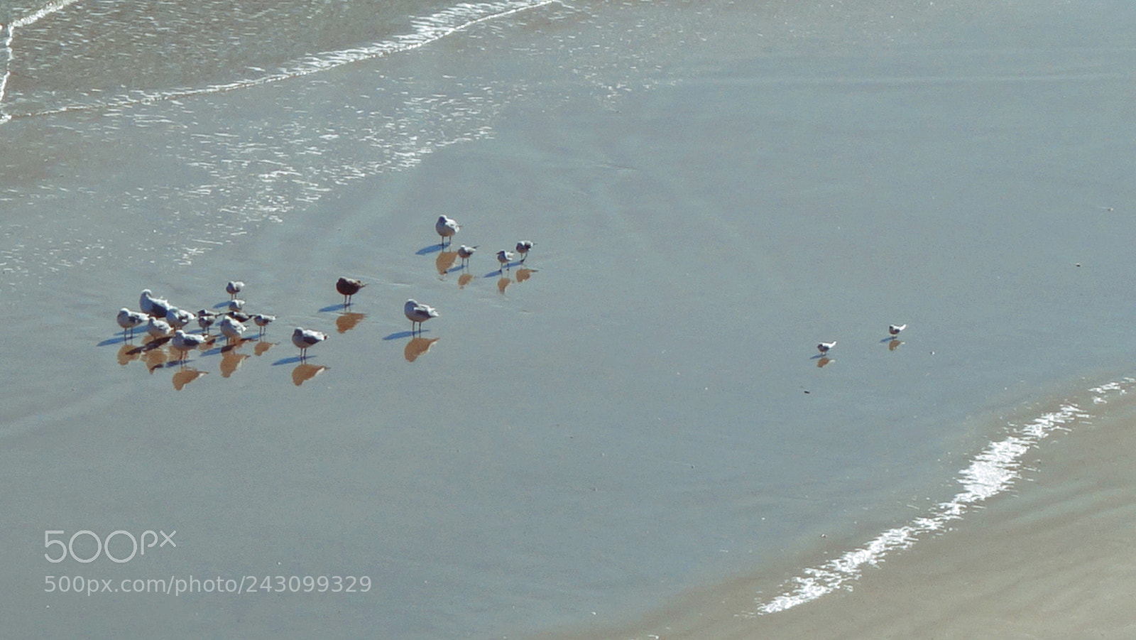 Sony Cyber-shot DSC-RX100 II sample photo. Above the gulls photography