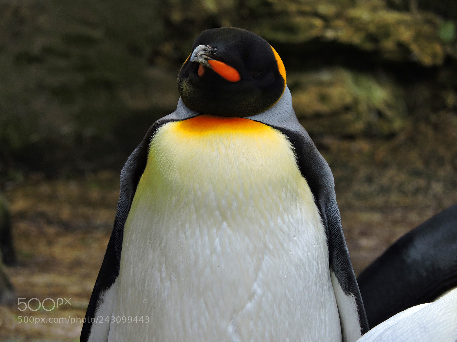 Nikon Coolpix P530 sample photo. Emperor penguin photography