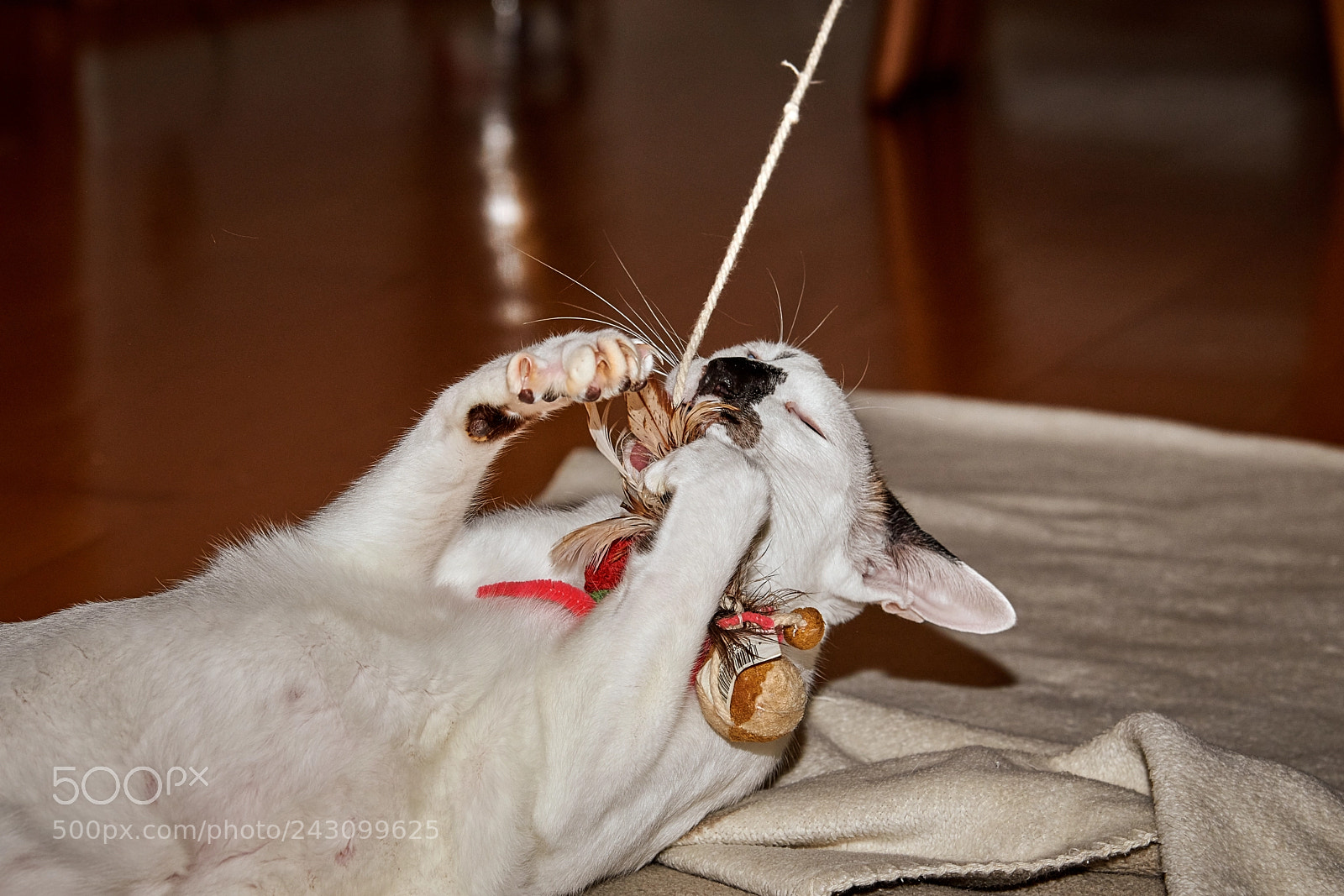 Nikon D850 sample photo. Katze spielt photography