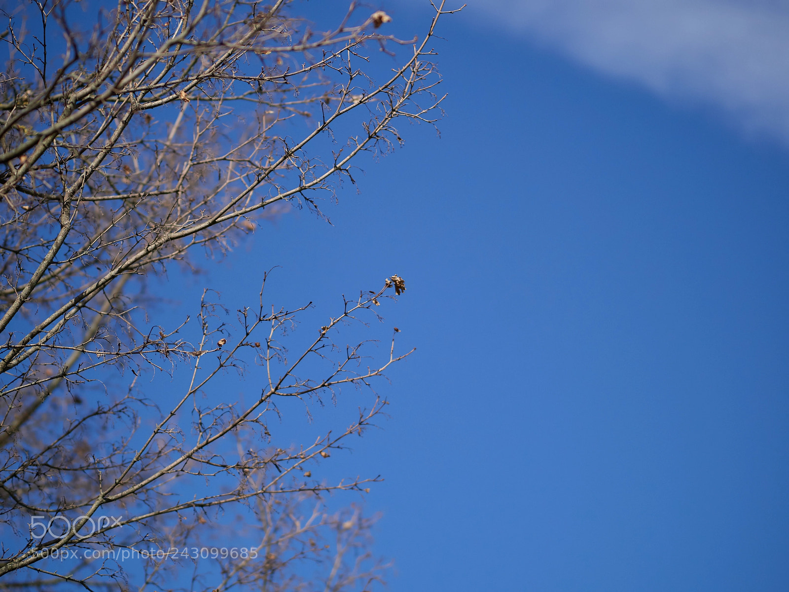 Olympus OM-D E-M1 Mark II sample photo. Serenità photography