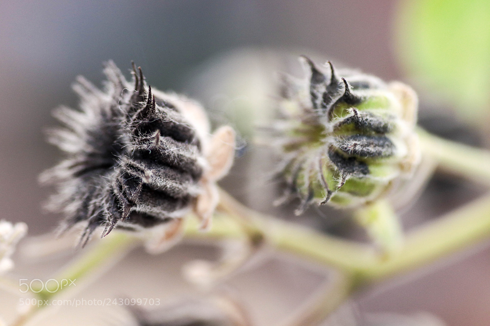 Canon EOS 77D (EOS 9000D / EOS 770D) sample photo. Img photography