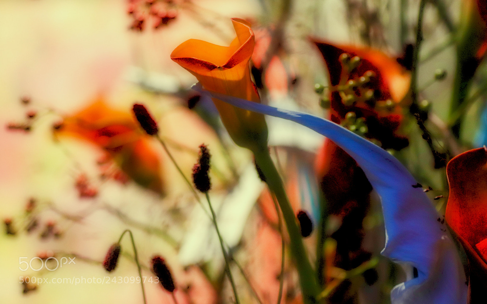 Canon EOS 77D (EOS 9000D / EOS 770D) sample photo. A photography