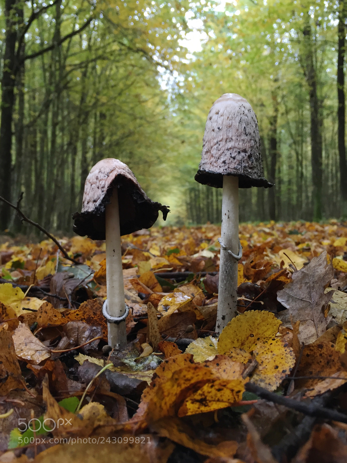 Apple iPhone 6 sample photo. Bialowieza national park photography