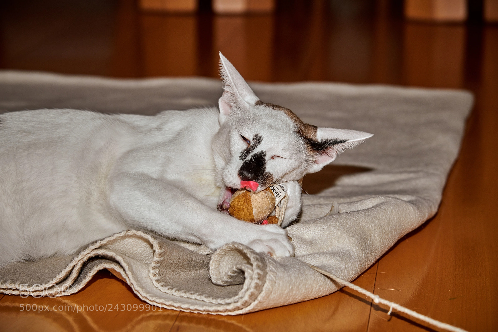 Nikon D850 sample photo. Katze photography