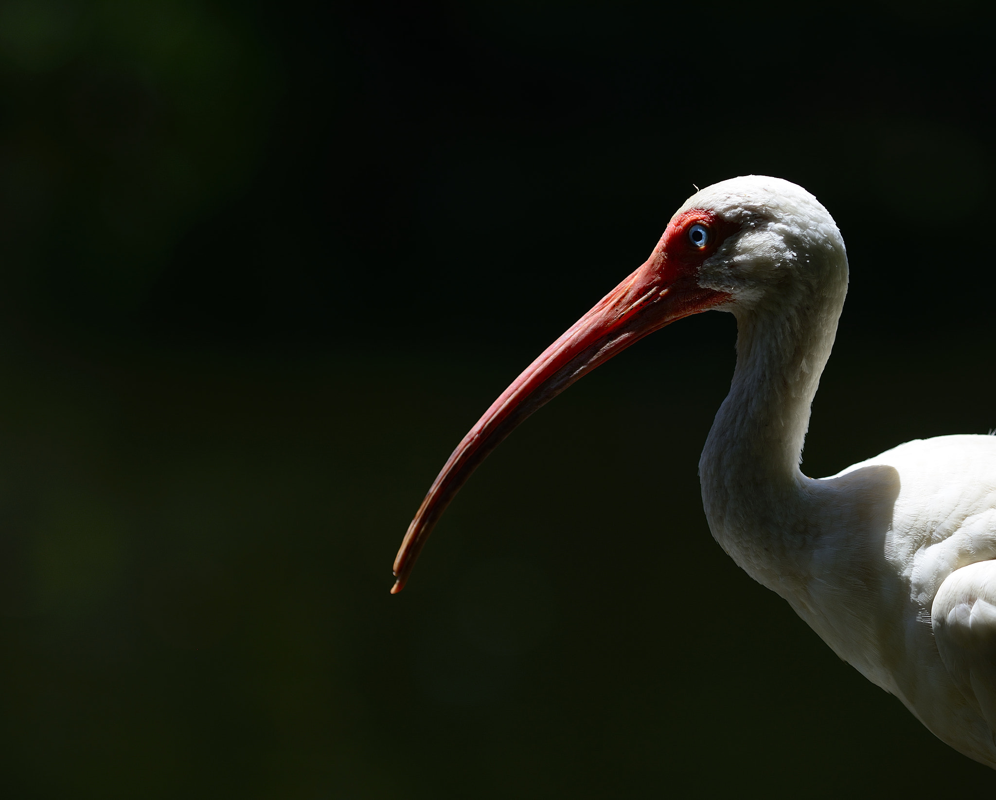 AF-S Zoom-Nikkor 80-200mm f/2.8D IF-ED sample photo. Gracefulness. photography