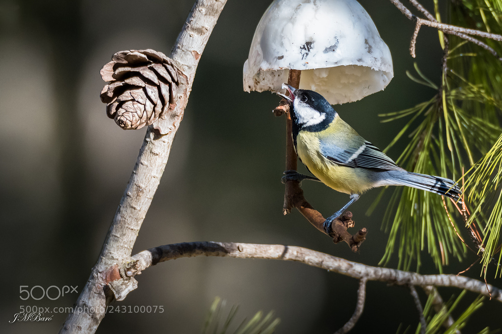 Nikon D500 sample photo. Parus major photography
