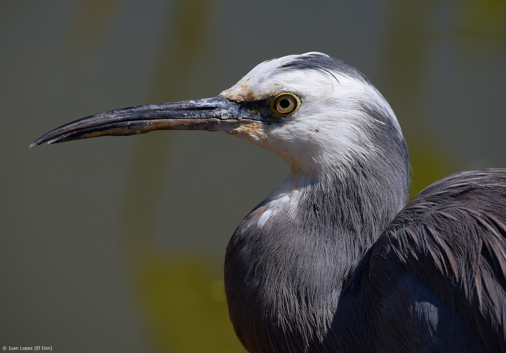 Sigma 150-600mm F5-6.3 DG OS HSM | S sample photo. Bird...!! photography