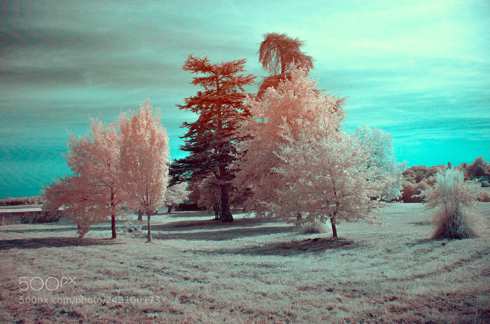 Nikon D5100 sample photo. Untitled photography