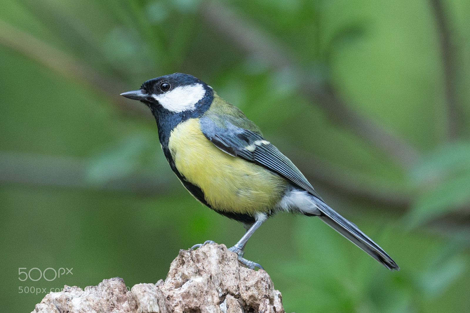 Canon EOS-1D X sample photo. Great tit photography