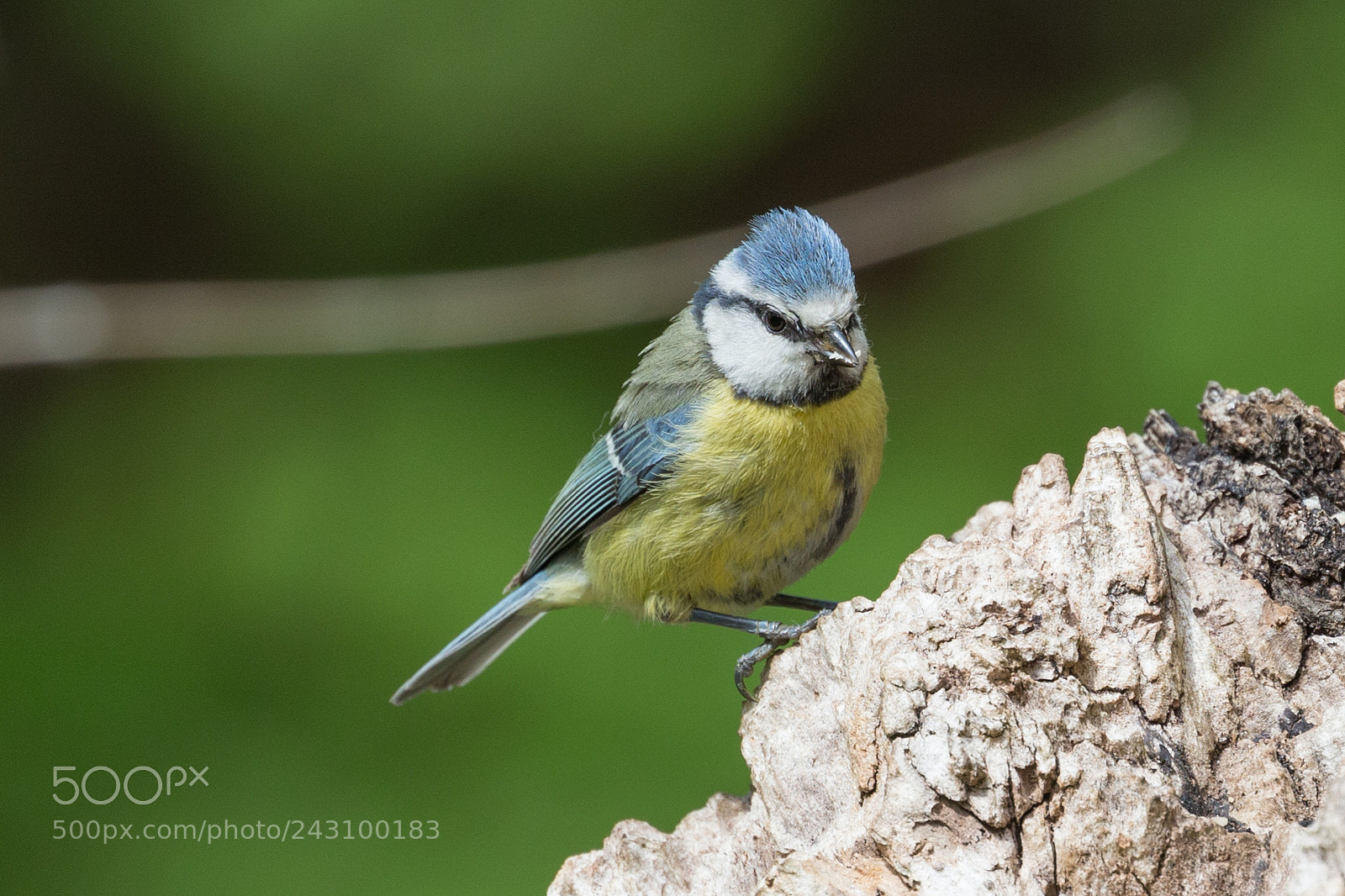 Canon EOS-1D X sample photo. Blue tit photography