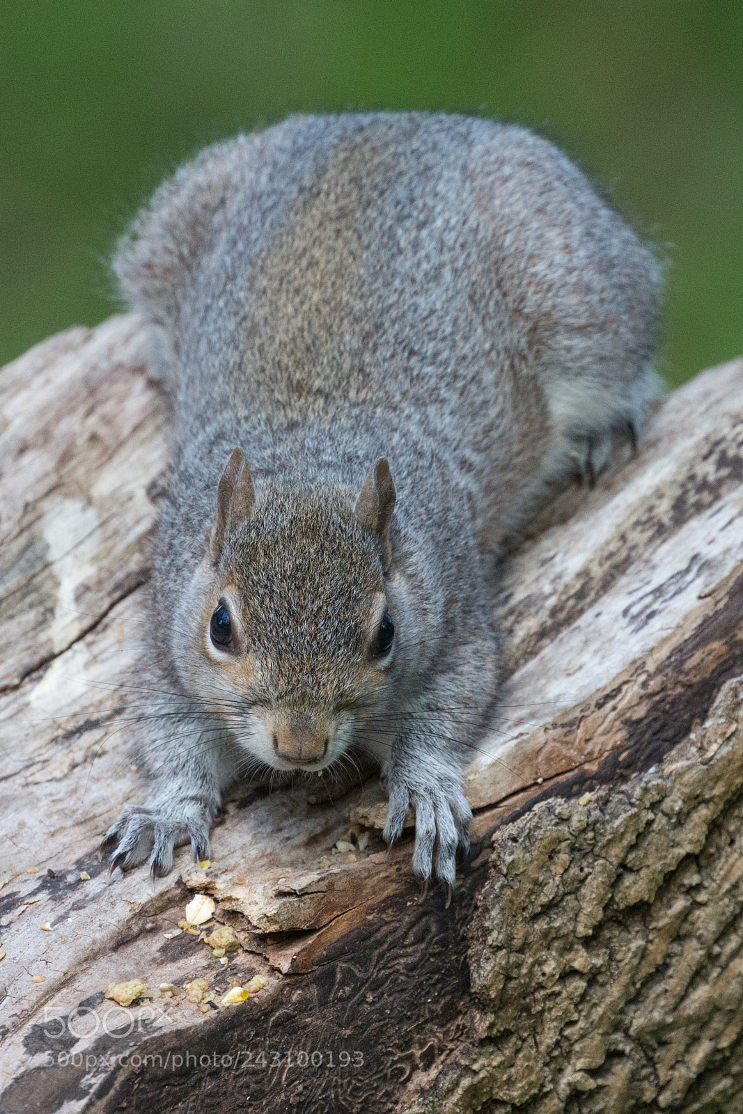 Canon EOS-1D X sample photo. Grey squirrel photography