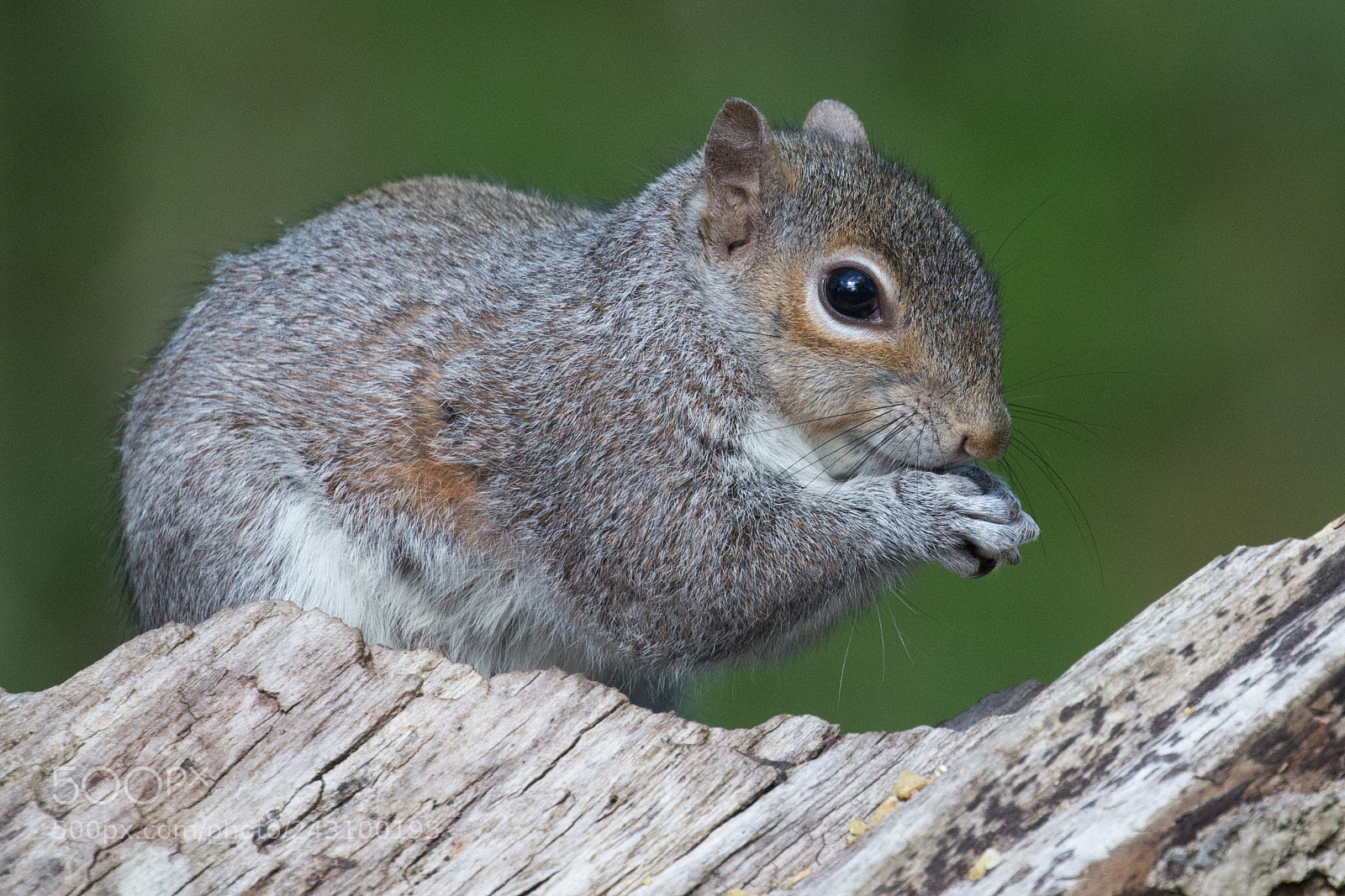 Canon EOS-1D X sample photo. Grey squirrel photography