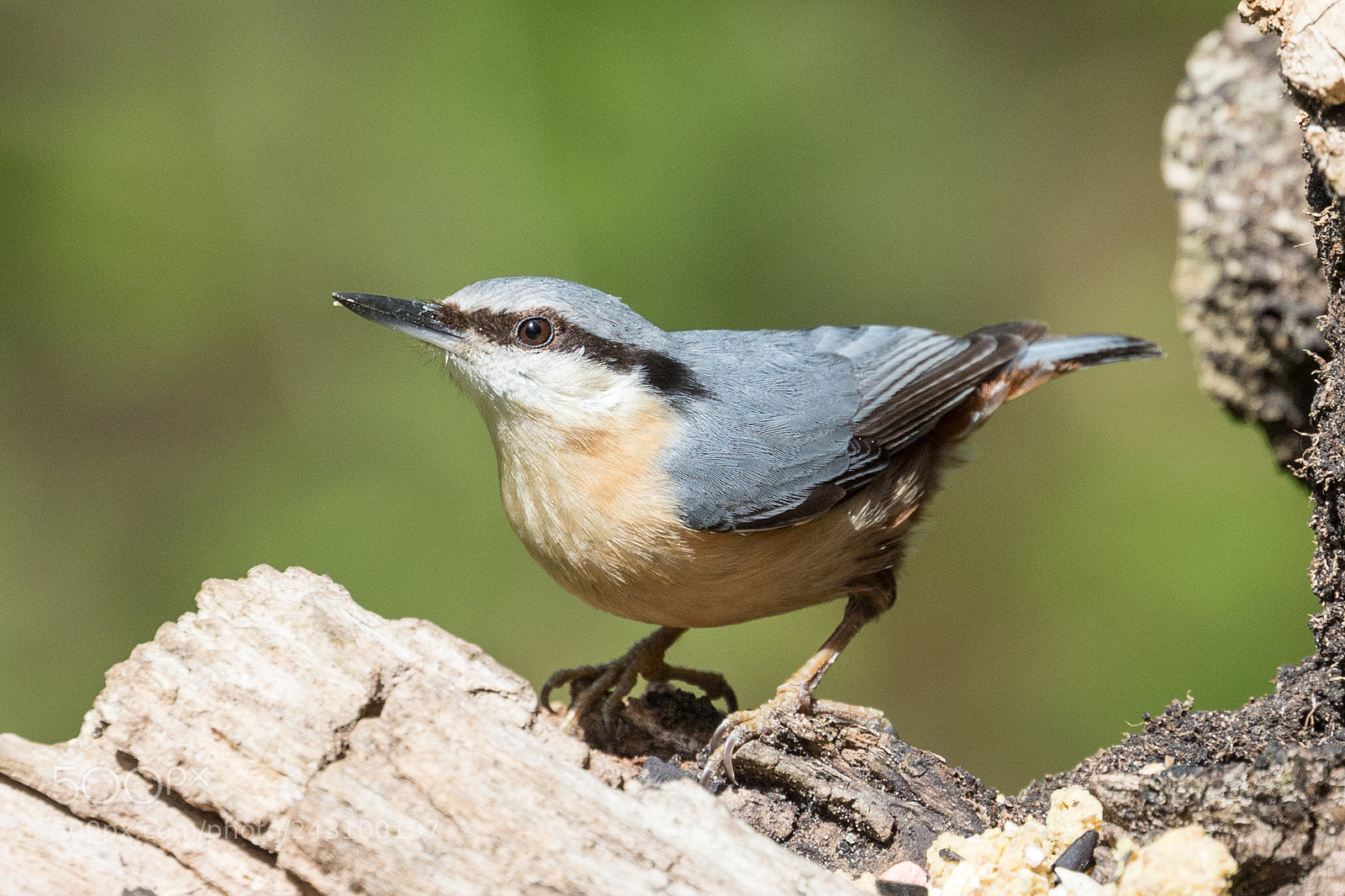 Canon EOS-1D X sample photo. Nuthatch photography