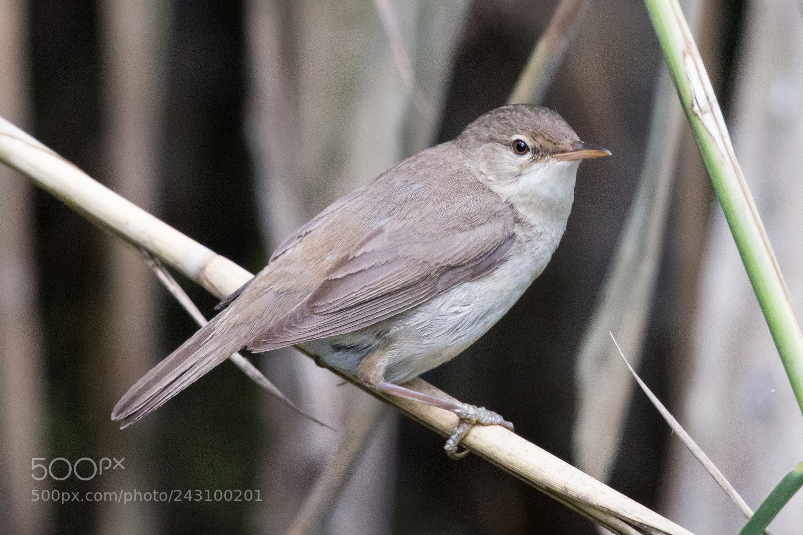 Canon EOS-1D X sample photo. Reed warbler photography
