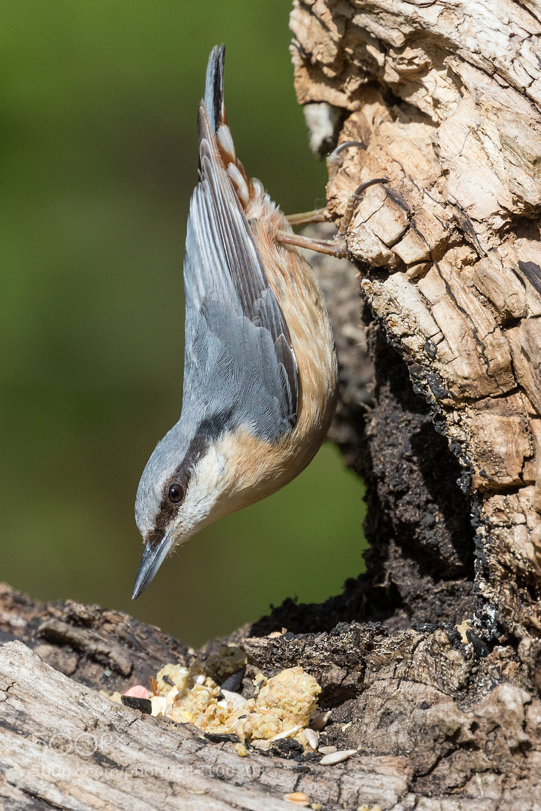 Canon EOS-1D X sample photo. Nuthatch photography