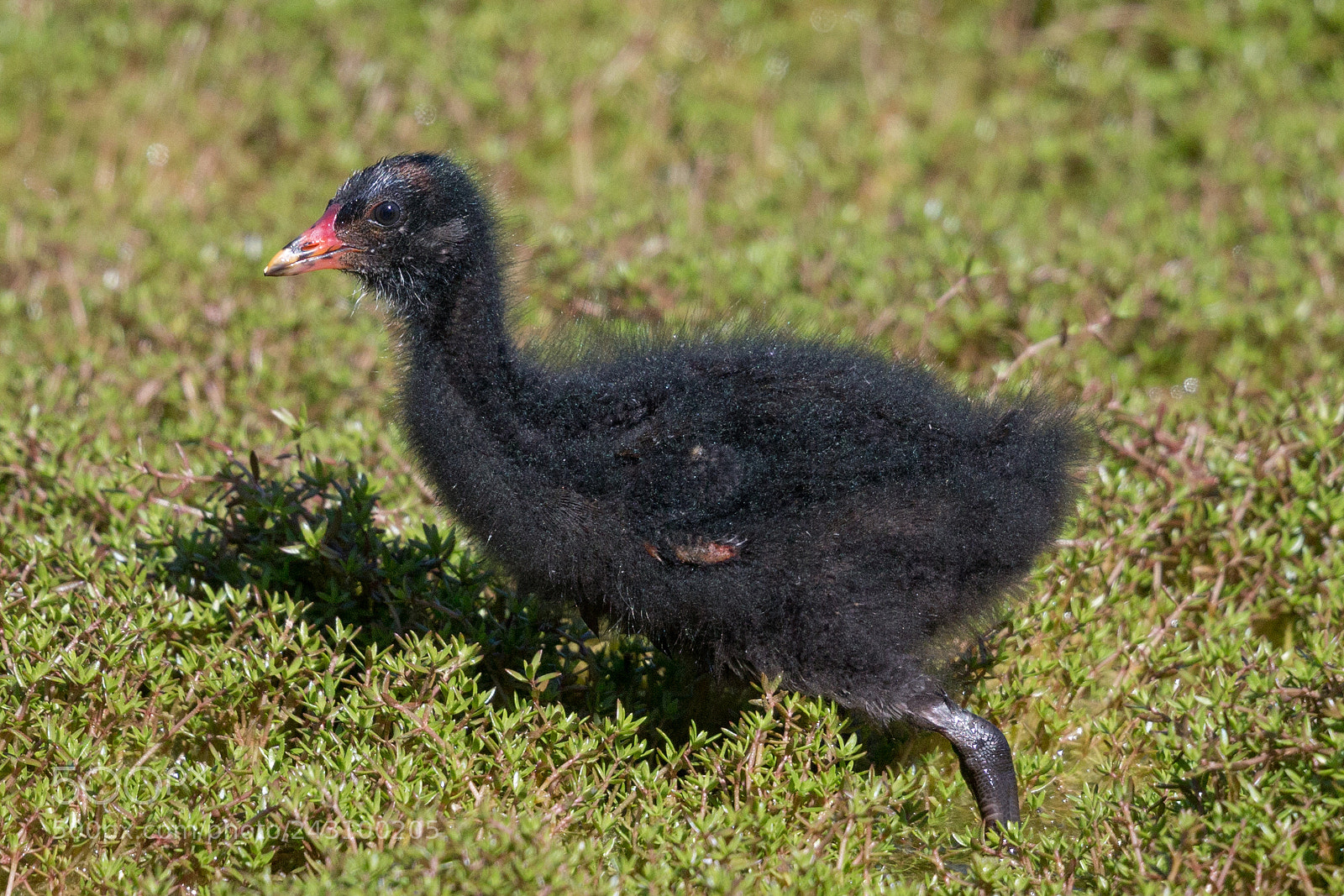 Canon EOS-1D X sample photo. Young moorhen photography