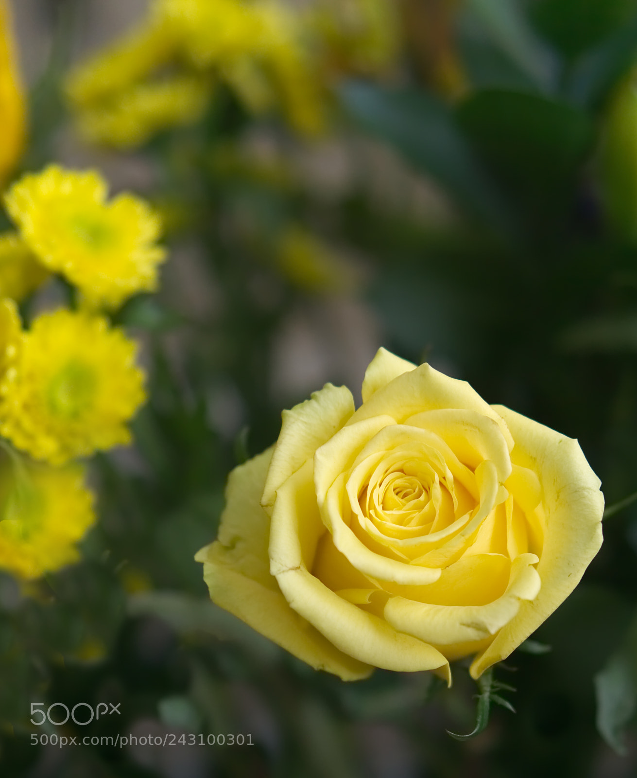 Sony a6000 sample photo. Yellow 3 photography