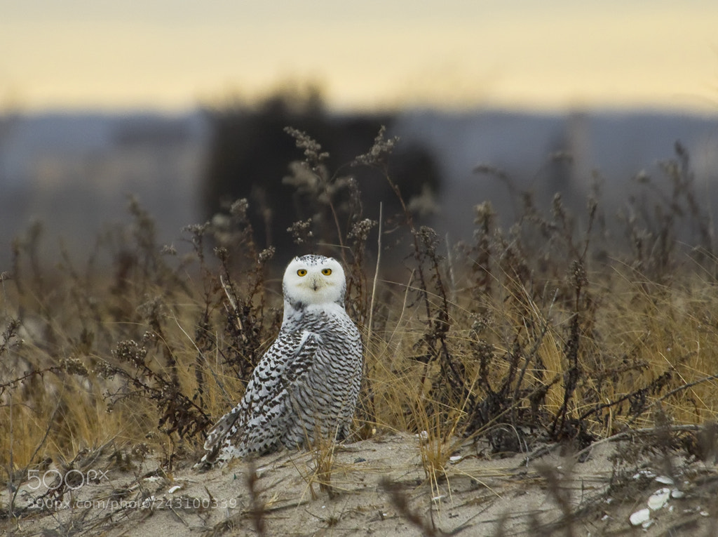 Canon EOS 7D Mark II sample photo. Snowy owl in dunes photography