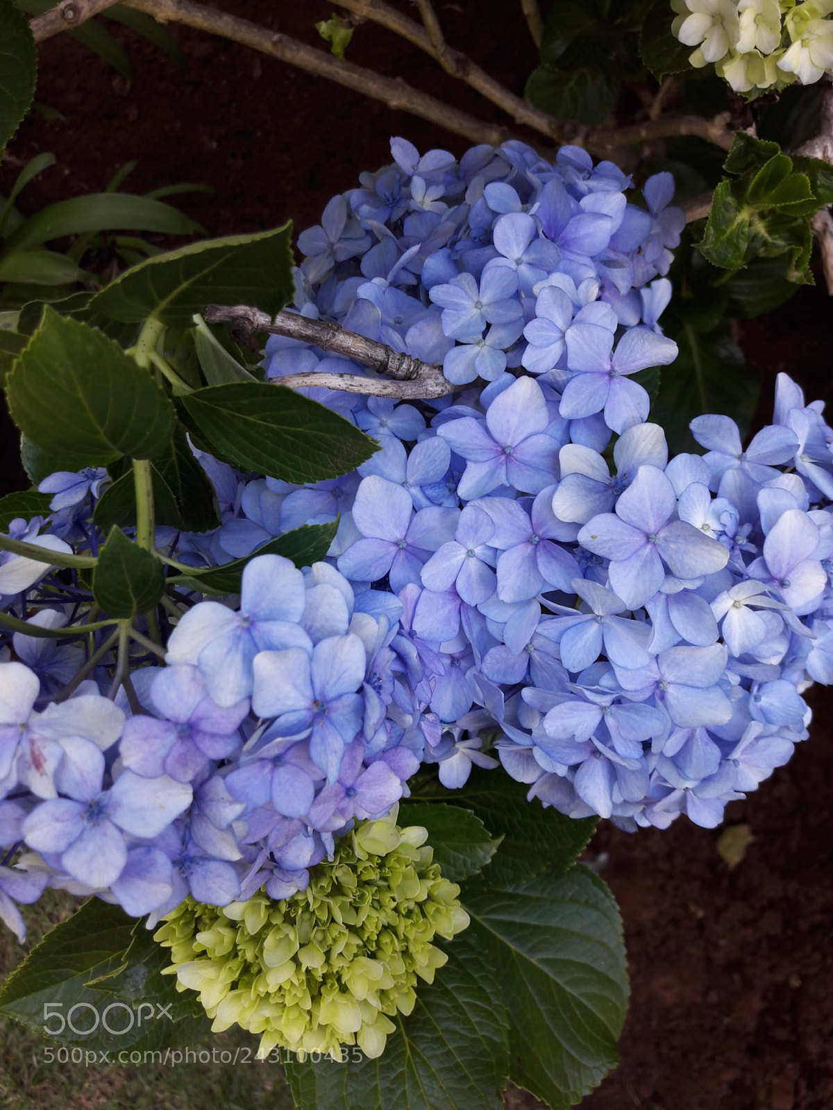 Samsung Galaxy J7 sample photo. Blue garden photography