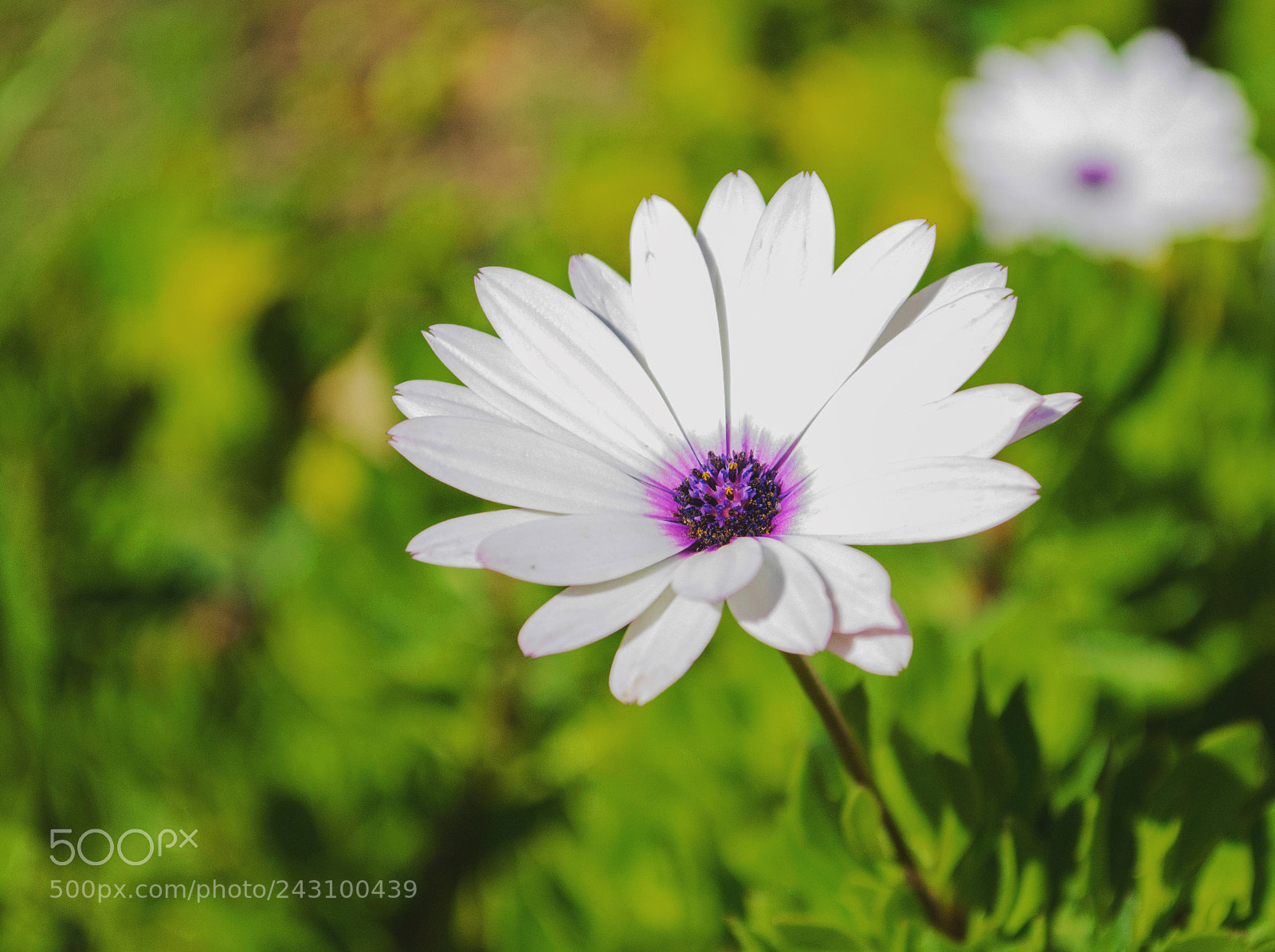 Nikon D5100 sample photo. Untitled photography