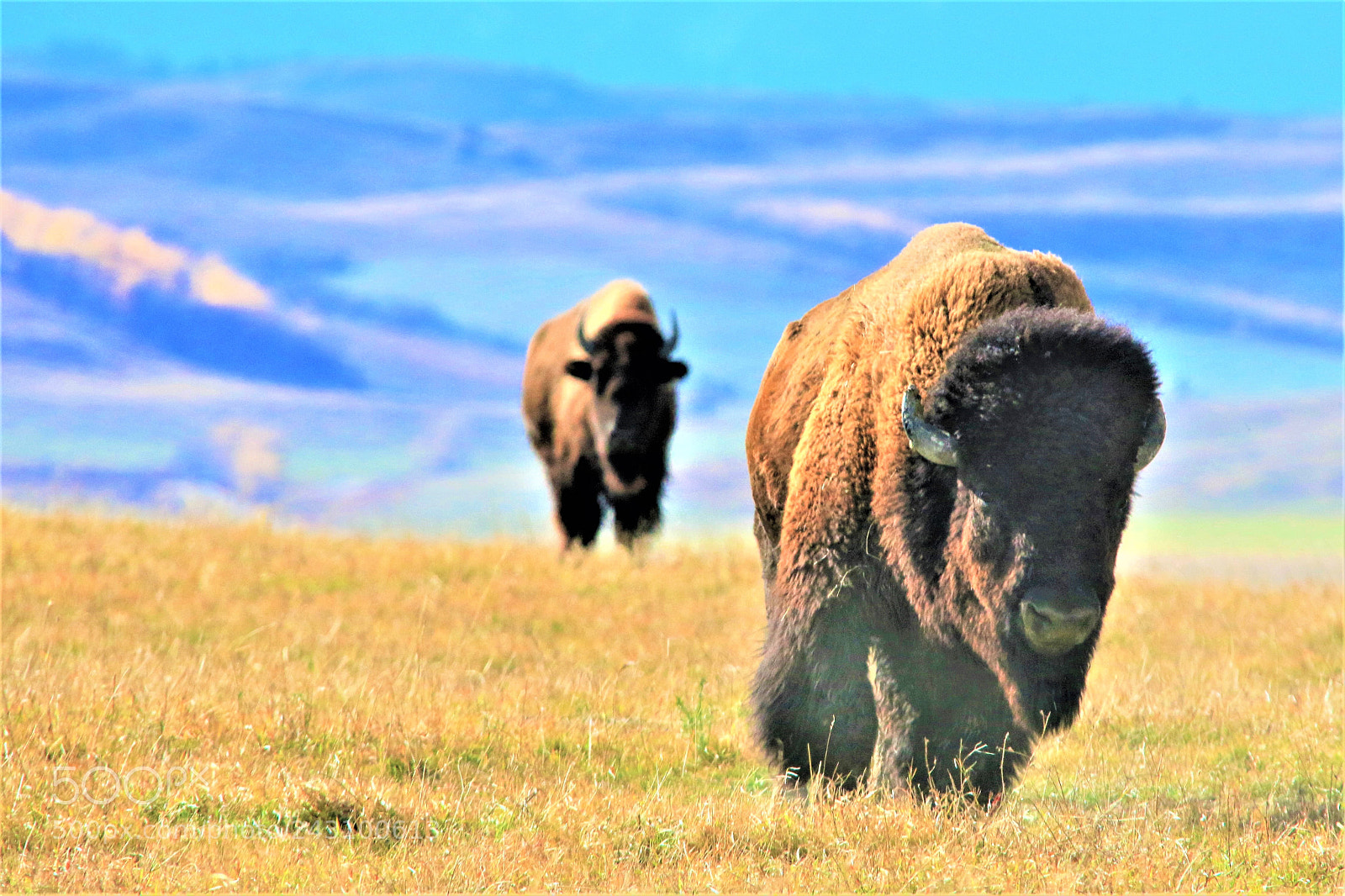 Canon EOS 70D sample photo. Wild buffalo photography