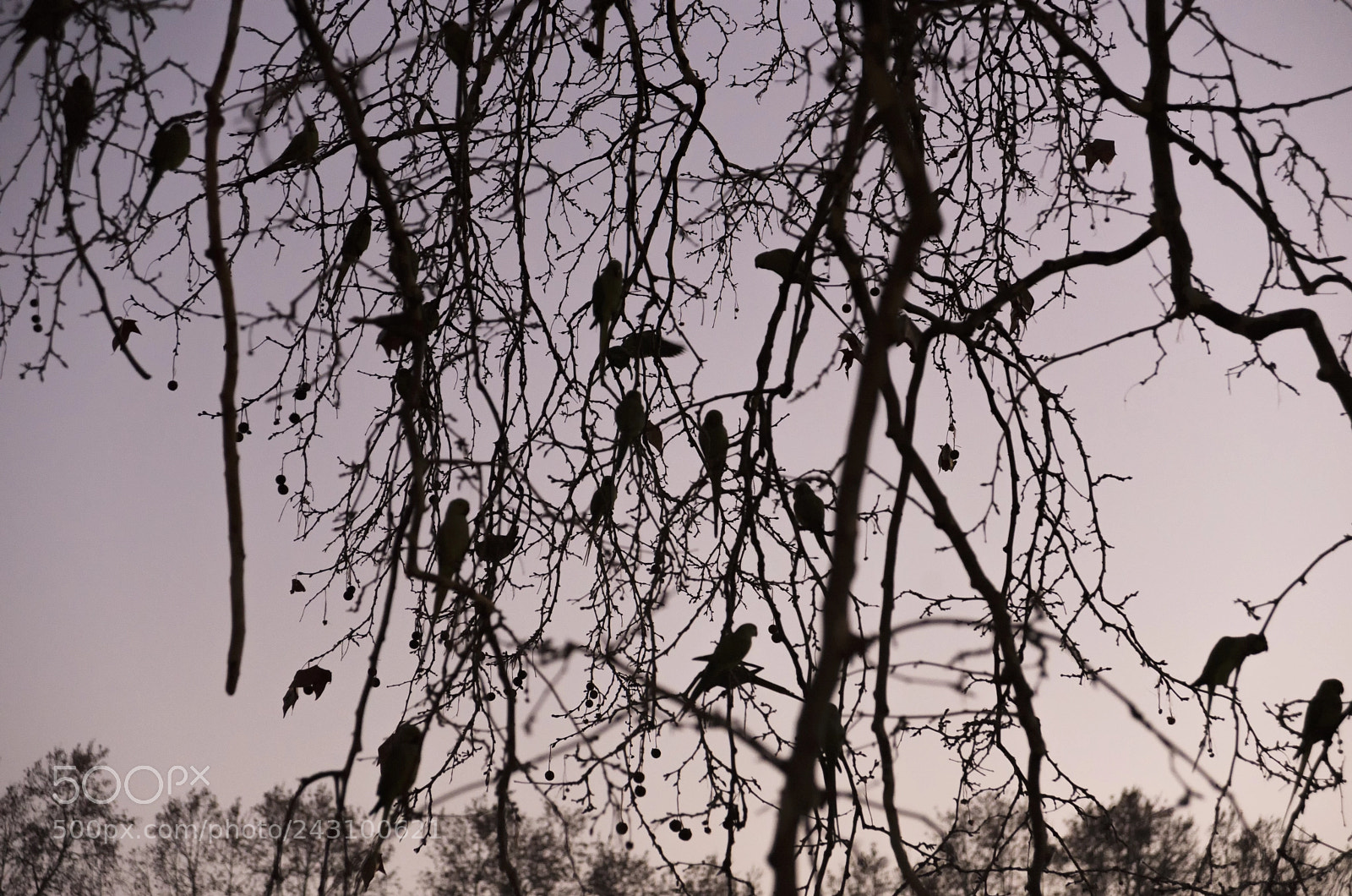 Nikon D600 sample photo. Birds photography