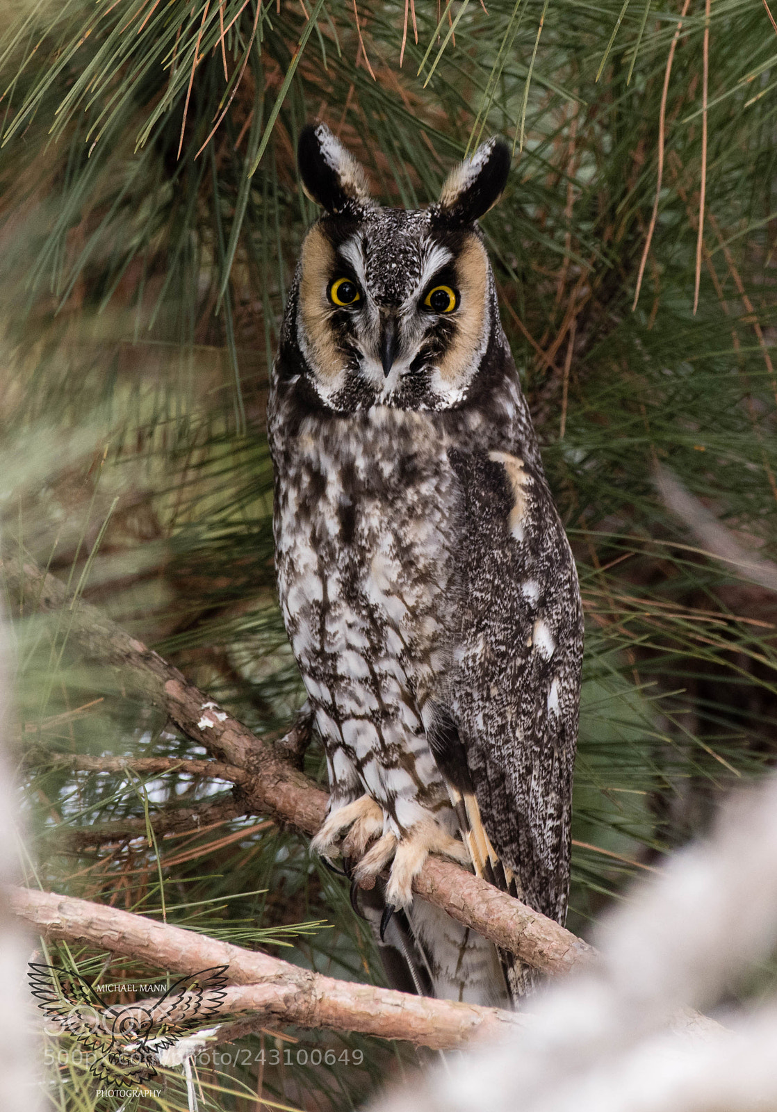 Nikon D850 sample photo. Long-eared owl photography