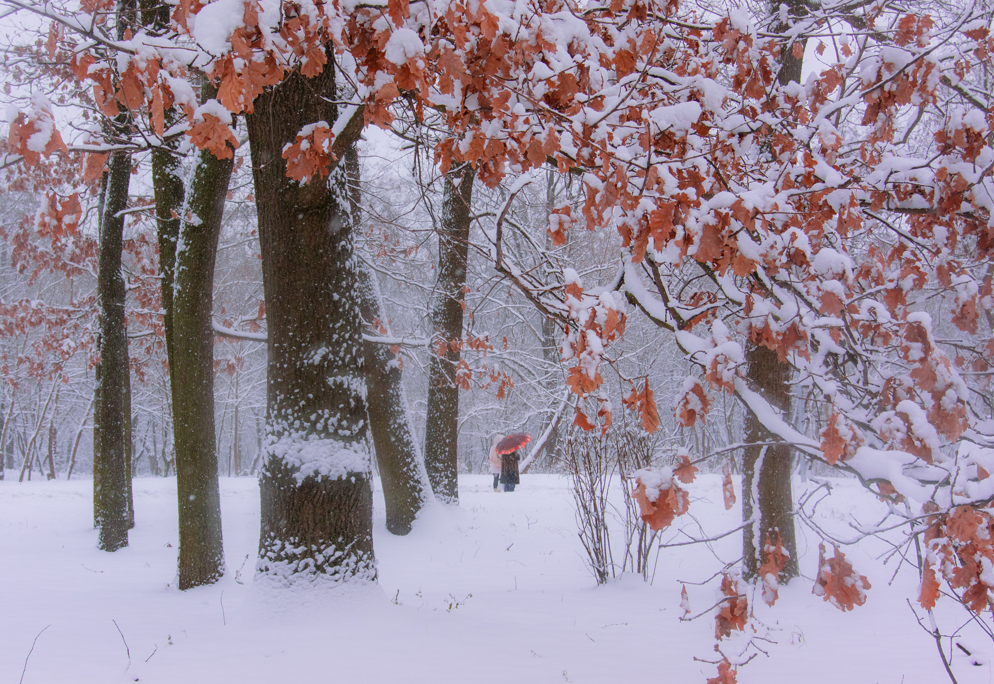 Nikon 1 S2 sample photo. Snow day. photography