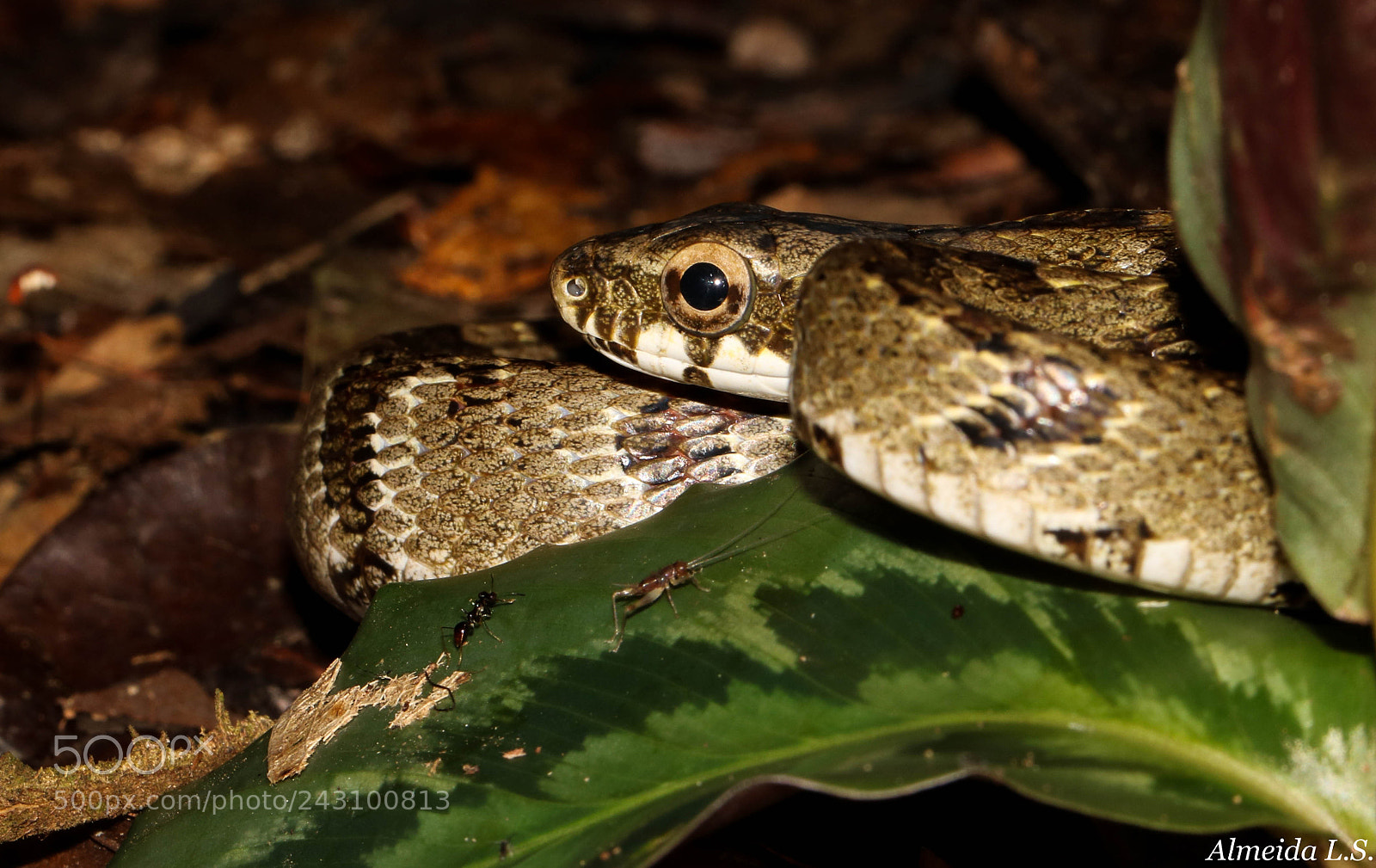 Canon EOS 750D (EOS Rebel T6i / EOS Kiss X8i) sample photo. Phrynonax poecilonotus photography