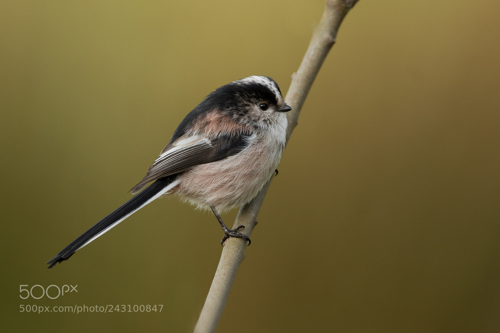 Canon EOS 7D Mark II sample photo. Long-tailed tit photography