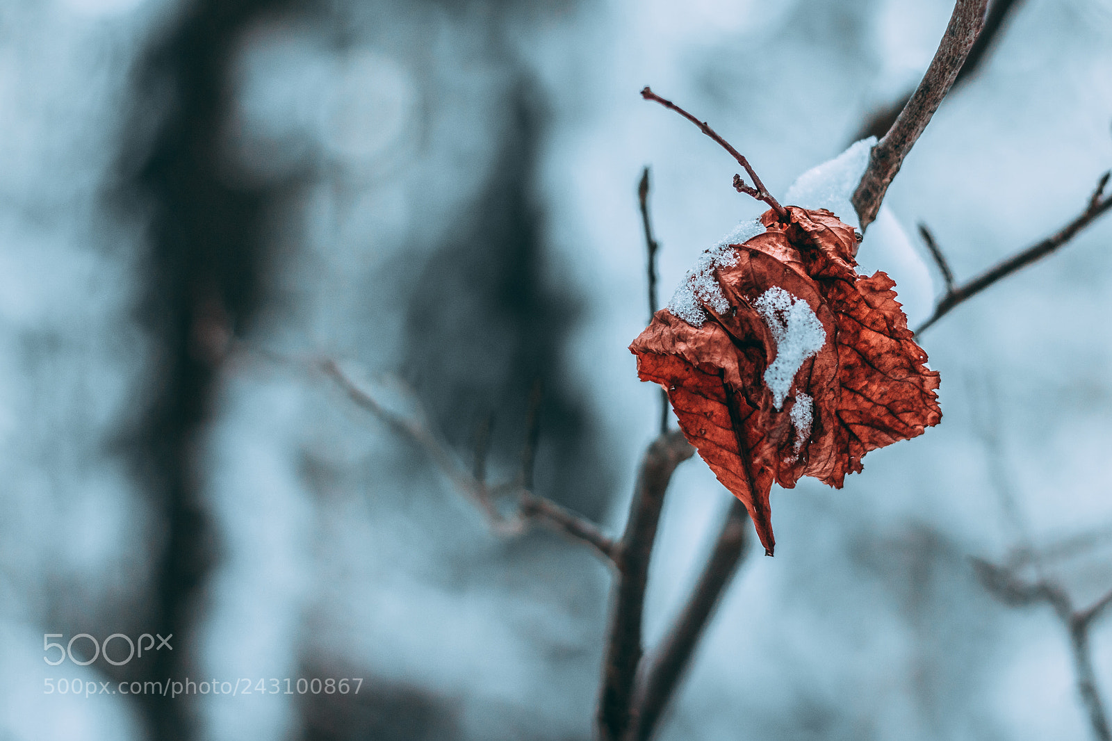 Canon EOS 750D (EOS Rebel T6i / EOS Kiss X8i) sample photo. Icy veins photography