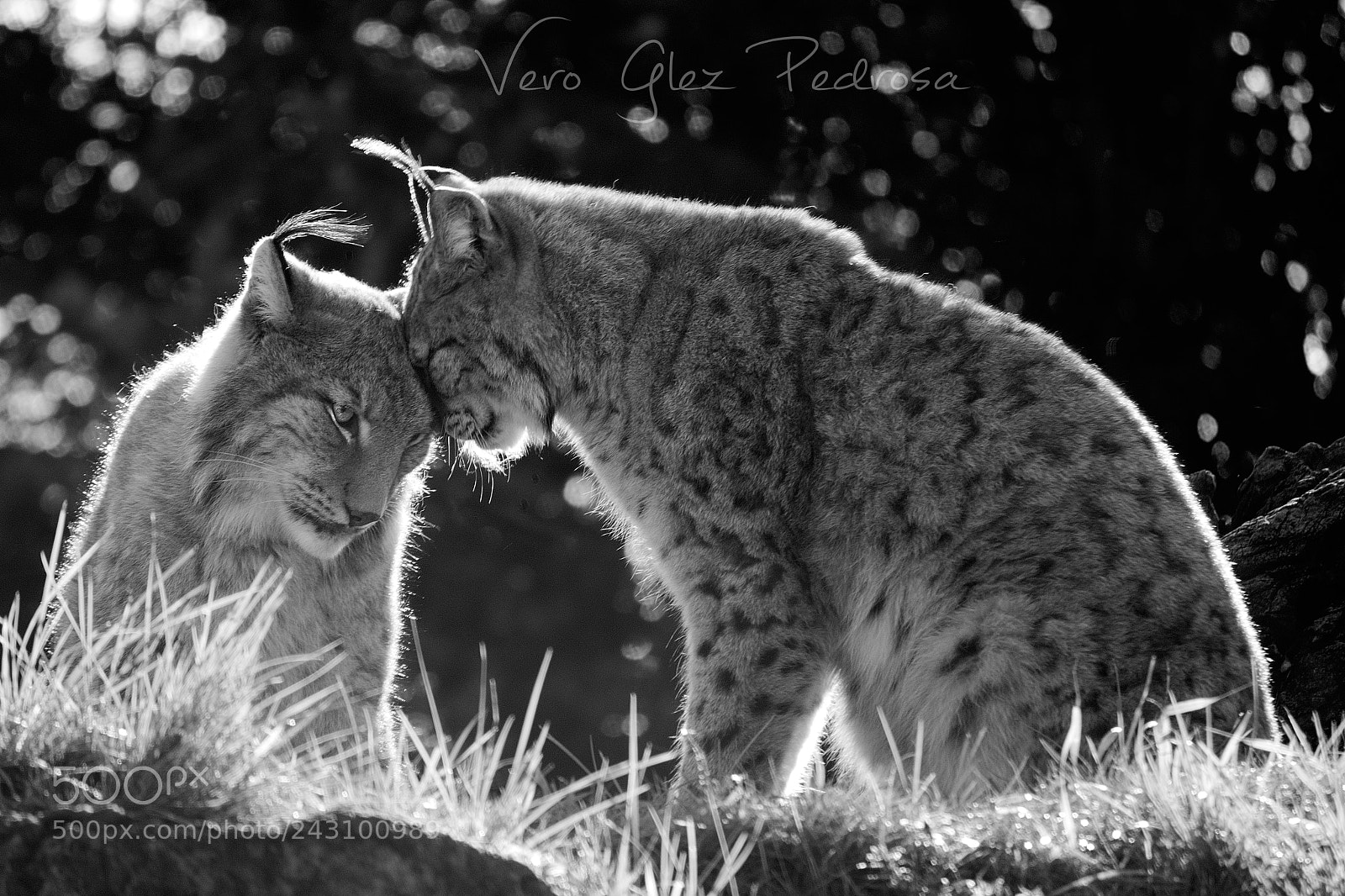 Nikon D7200 sample photo. Linces photography