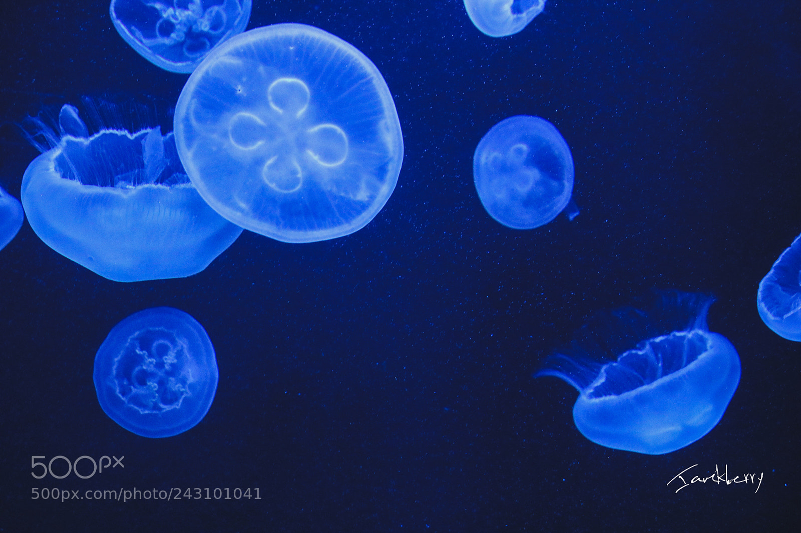 Canon EOS 760D (EOS Rebel T6s / EOS 8000D) sample photo. Jelly fish group photography