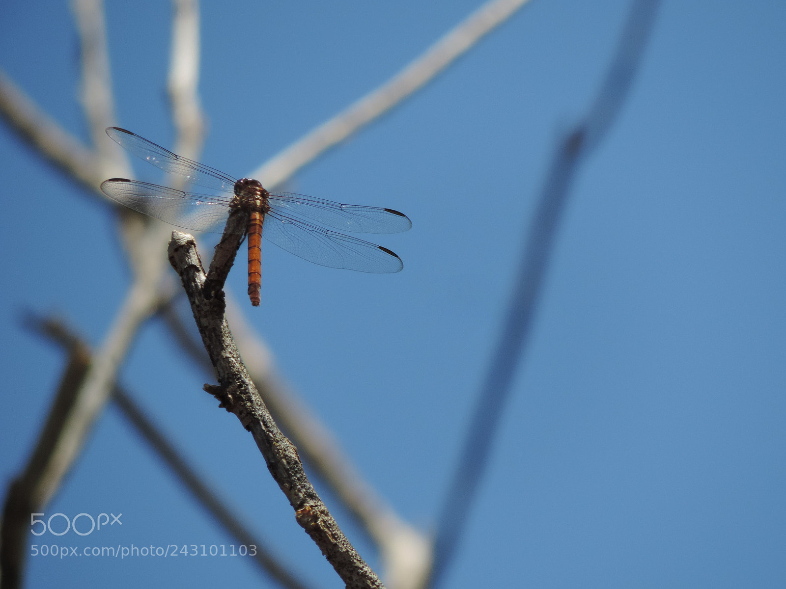 Nikon Coolpix P520 sample photo. Dragonfly photography
