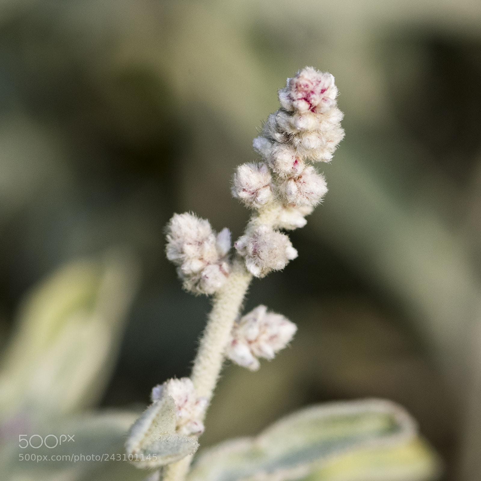 Nikon D500 sample photo. Close look photography