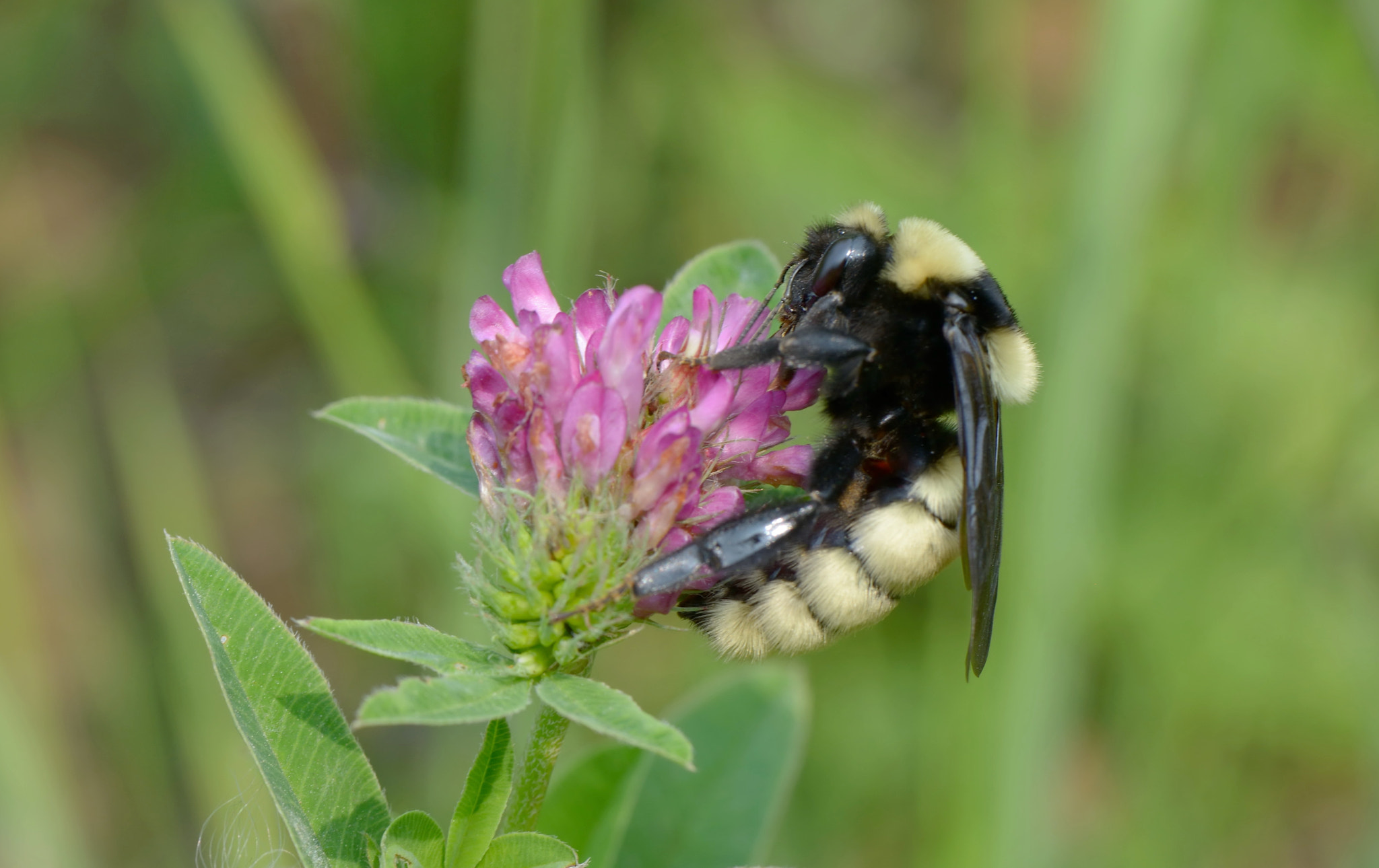Nikon AF-S Micro-Nikkor 105mm F2.8G IF-ED VR sample photo. Bombus fragrans-Степной шмель. photography