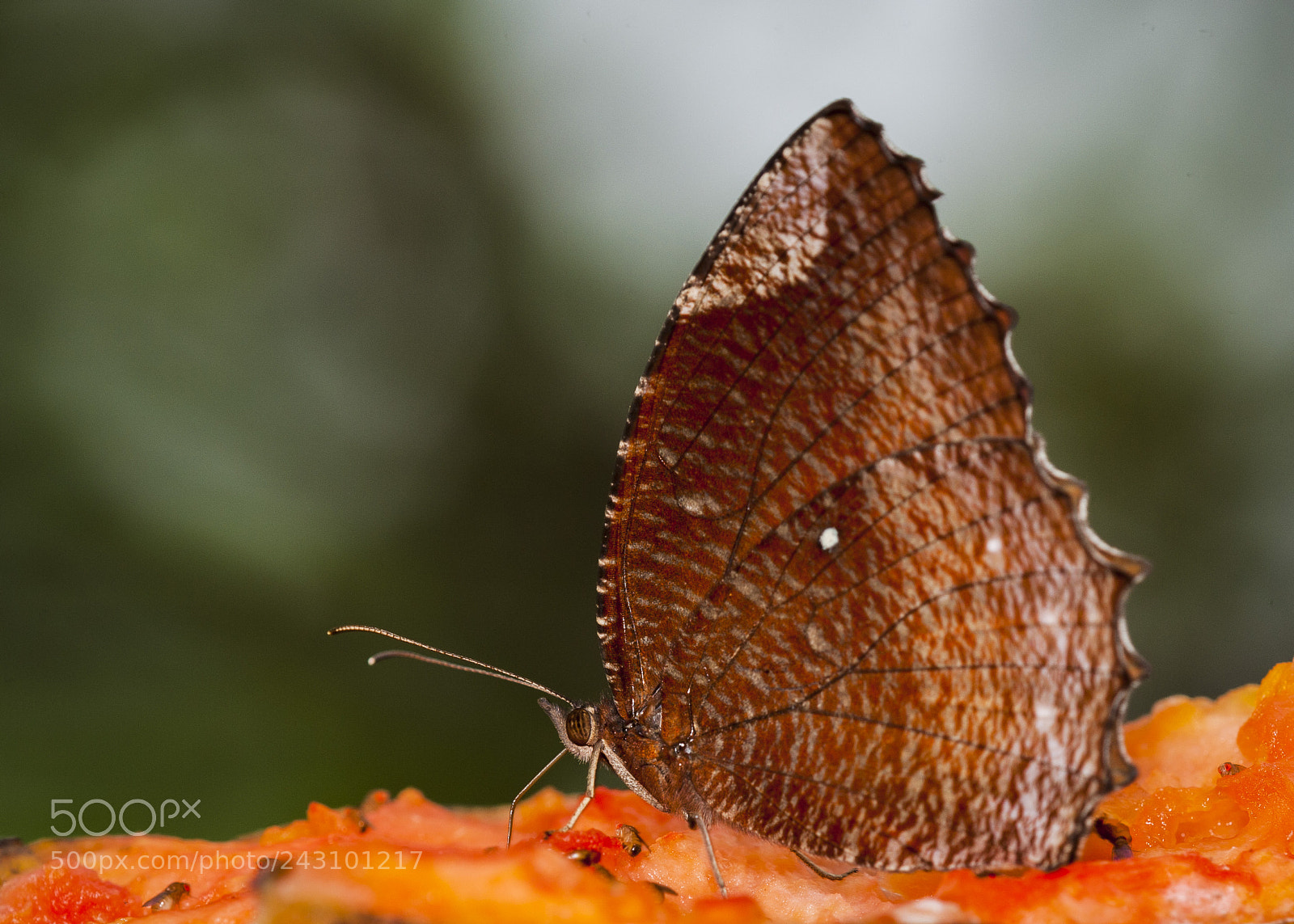 Nikon D700 sample photo. Juicy butterfly photography