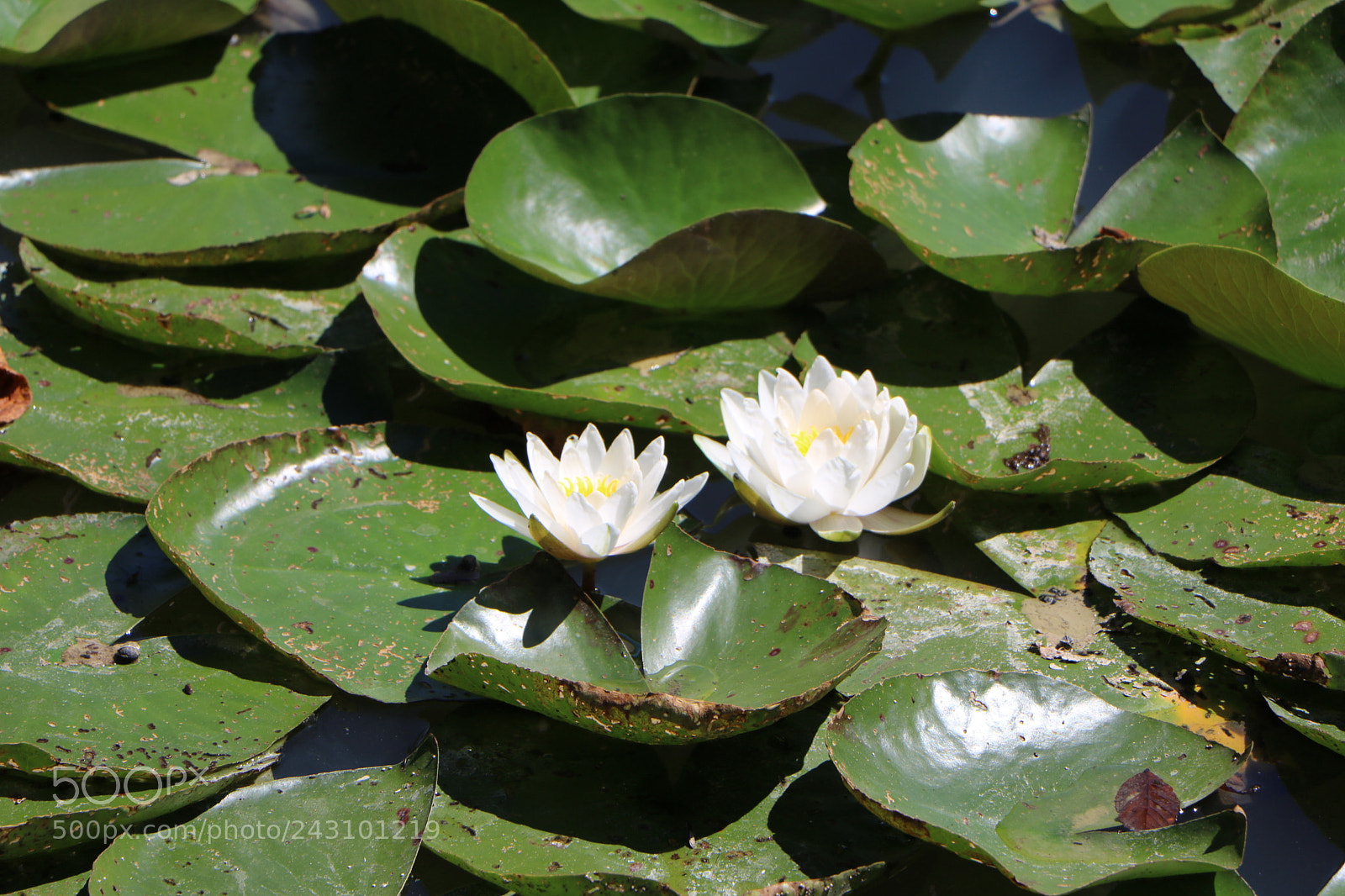 Canon EOS 760D (EOS Rebel T6s / EOS 8000D) sample photo. Nymphea photography