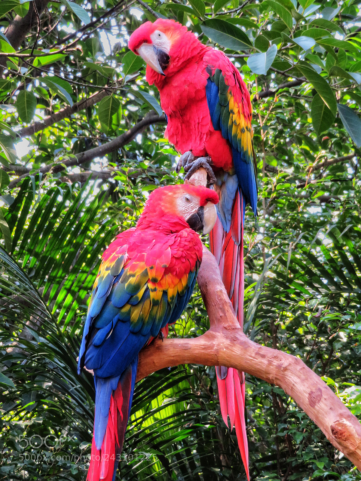 Canon PowerShot SX720 HS sample photo. Scarlet  macaws photography