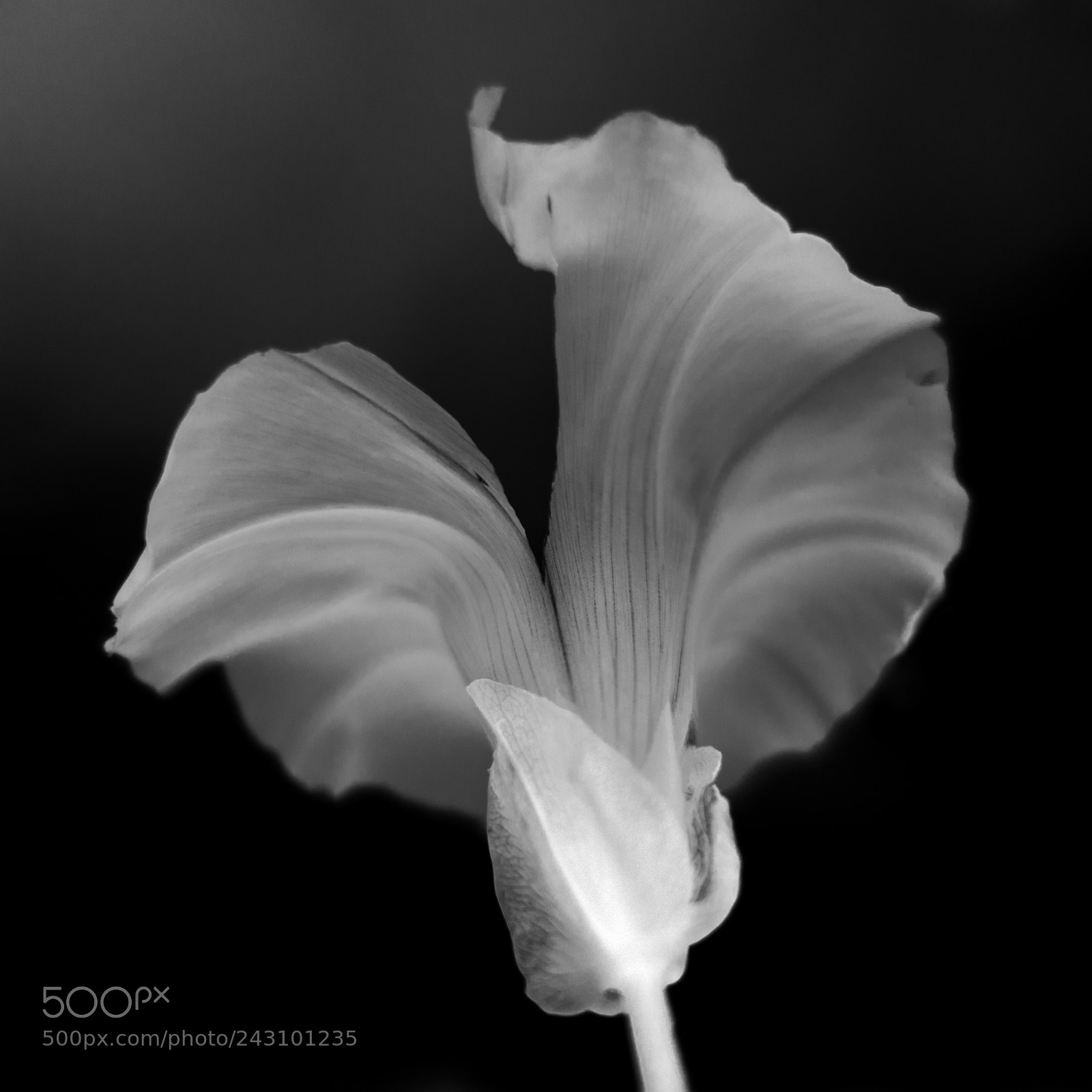 Sony Cyber-shot DSC-RX100 III sample photo. ... flower ... photography
